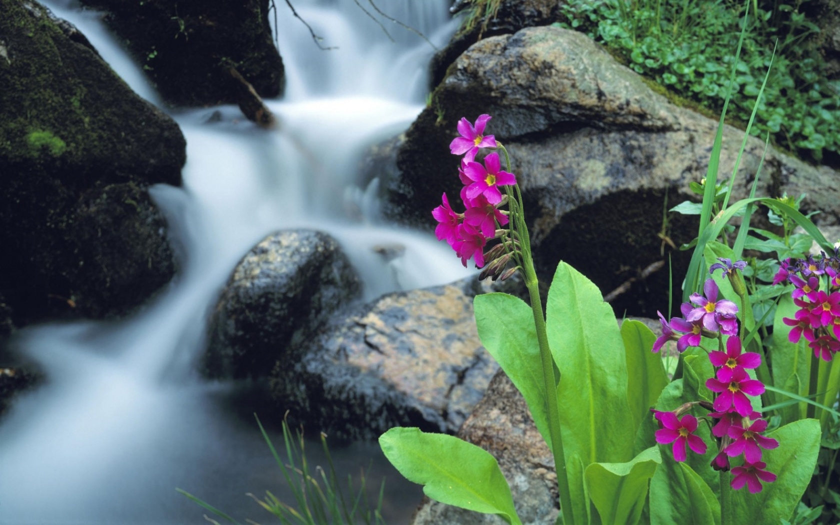 Free download wallpaper Flowers, Flower, Earth, Stream on your PC desktop