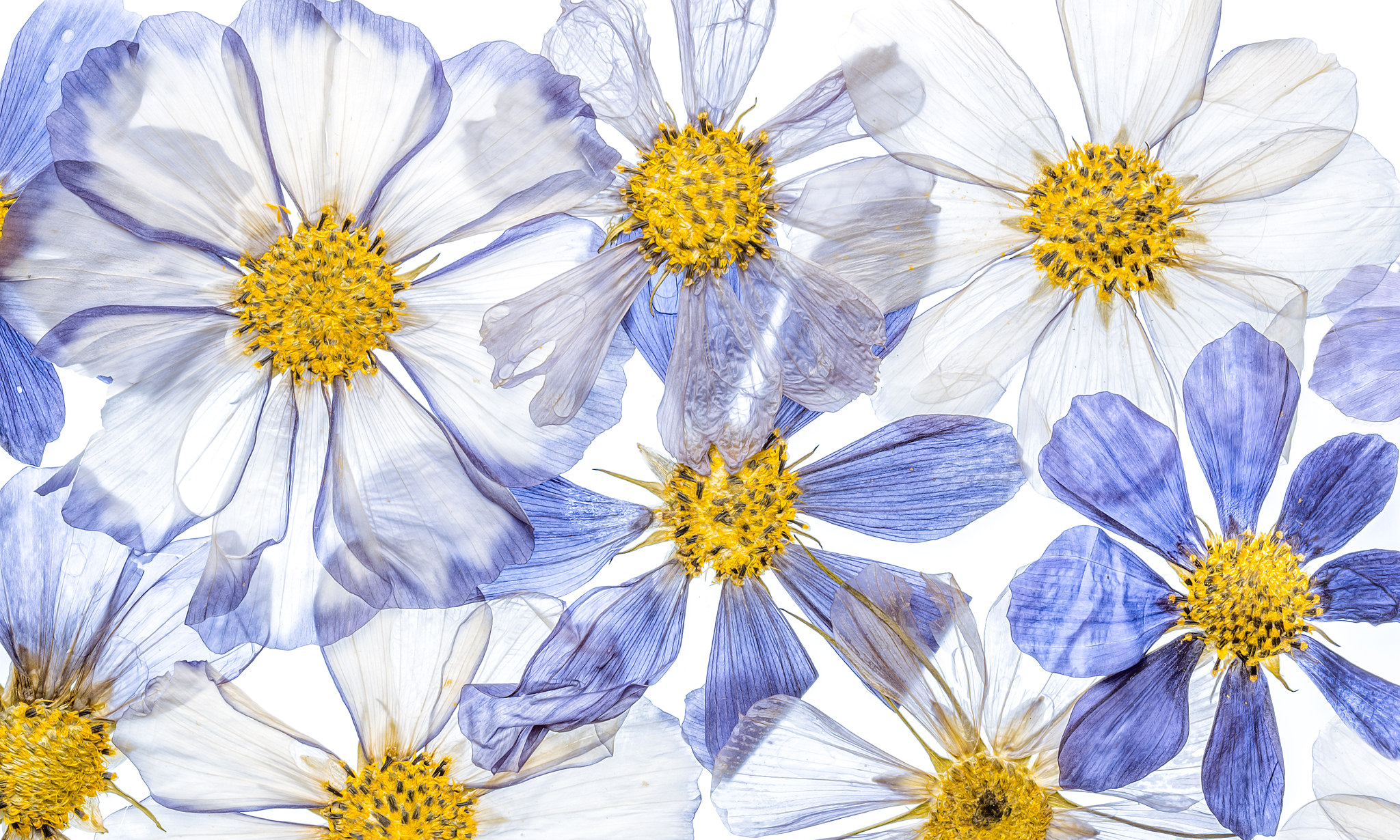Download mobile wallpaper Flowers, Flower, Earth, Petal for free.
