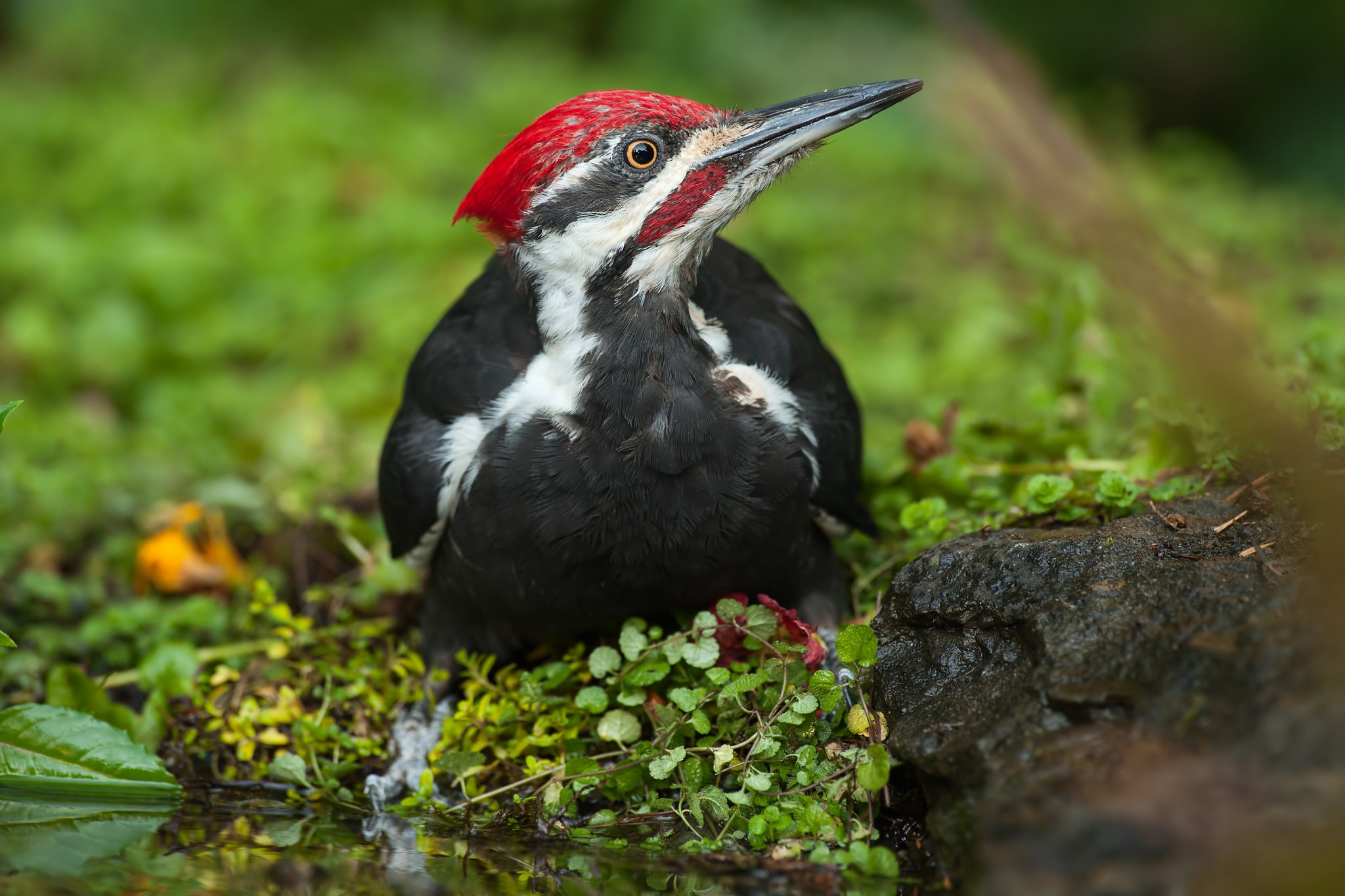 Descarga gratuita de fondo de pantalla para móvil de Animales, Aves, Ave, Pájaro Carpintero.