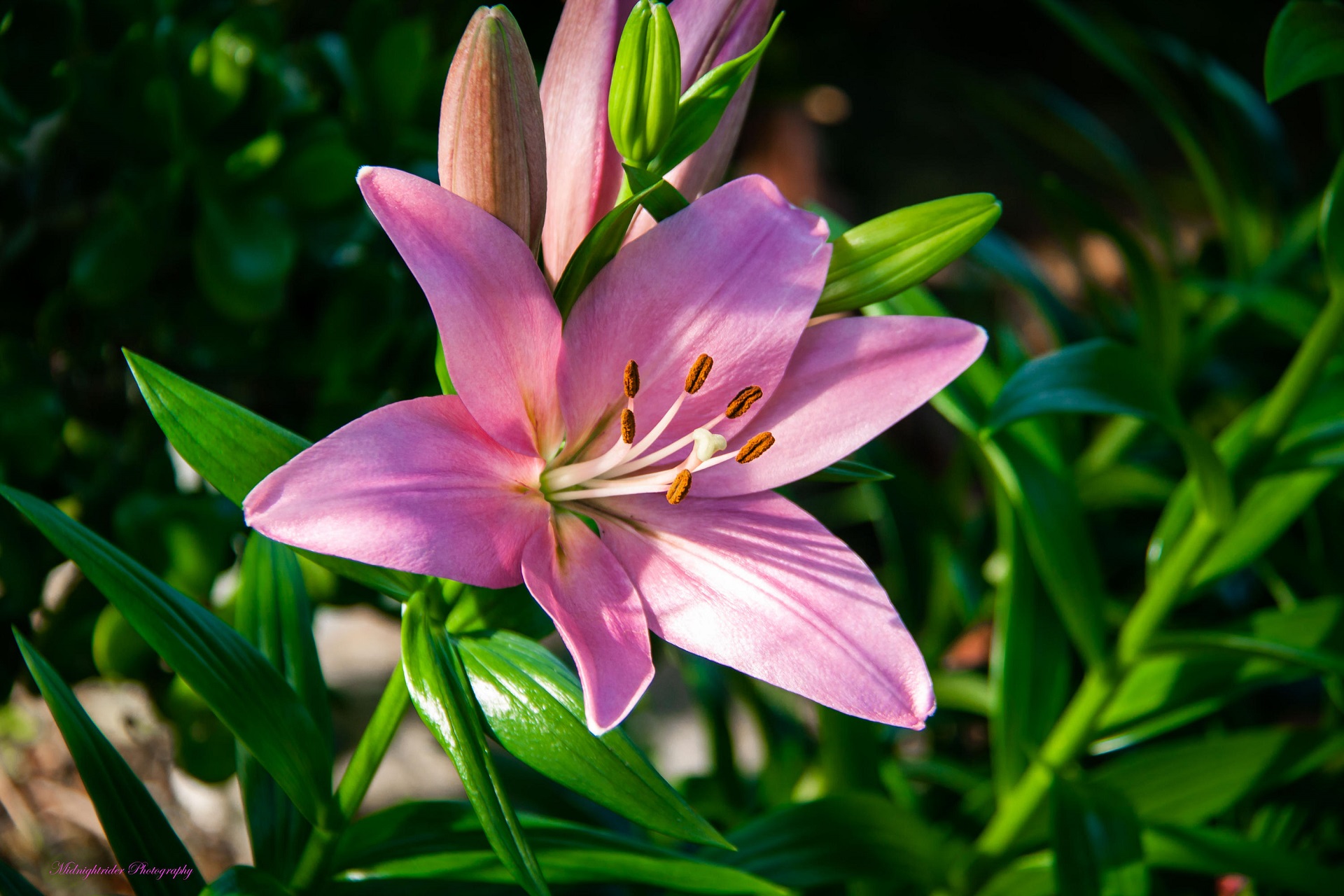 Baixe gratuitamente a imagem Flores, Flor, Lírio, Terra/natureza na área de trabalho do seu PC