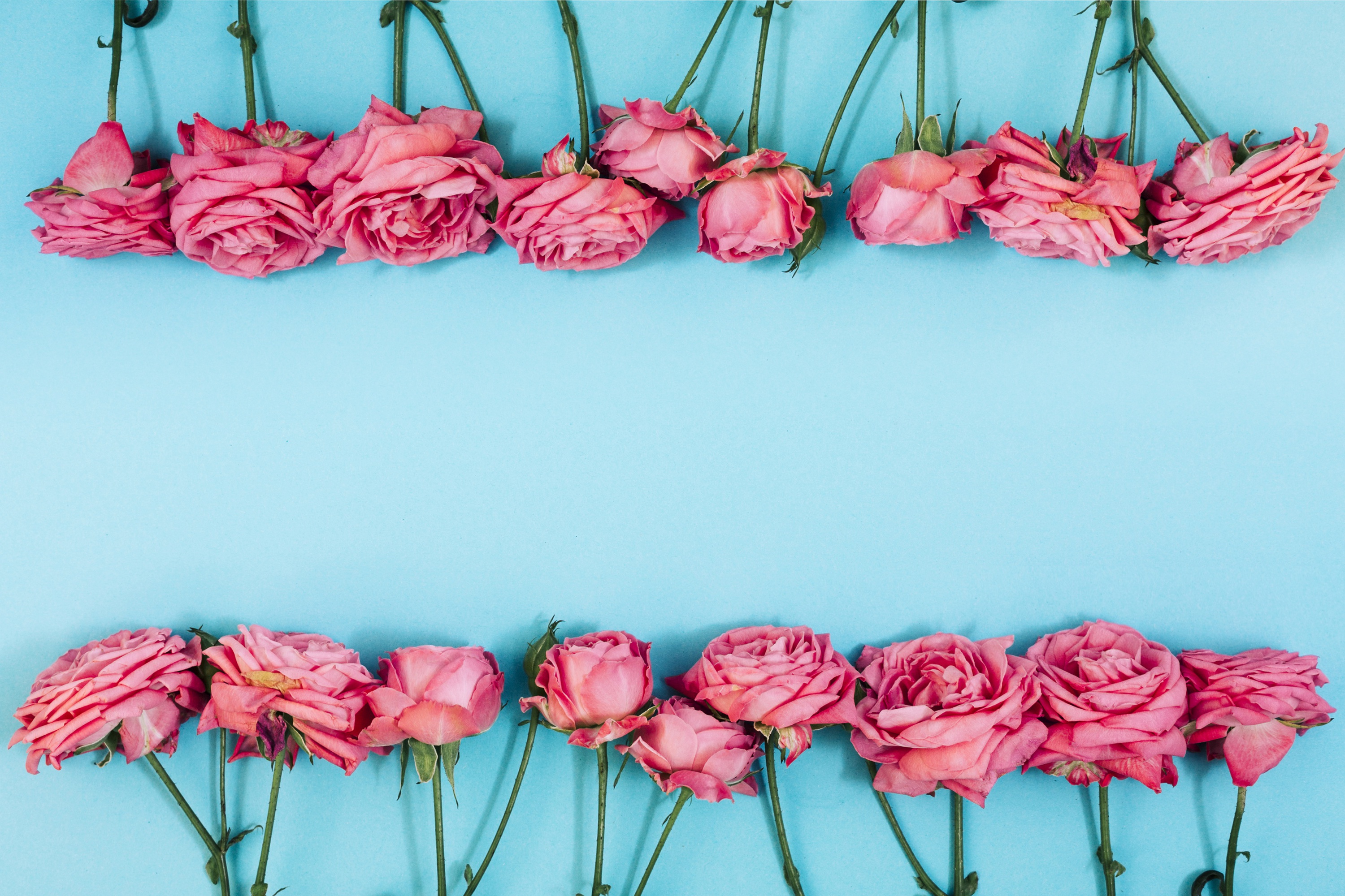 Descarga gratuita de fondo de pantalla para móvil de Rosa, Flor, Flor Rosa, Hecho Por El Hombre.