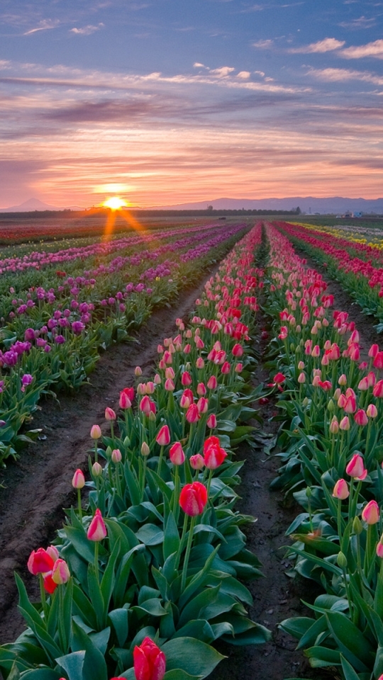 Descarga gratuita de fondo de pantalla para móvil de Flores, Tulipán, Tierra/naturaleza.