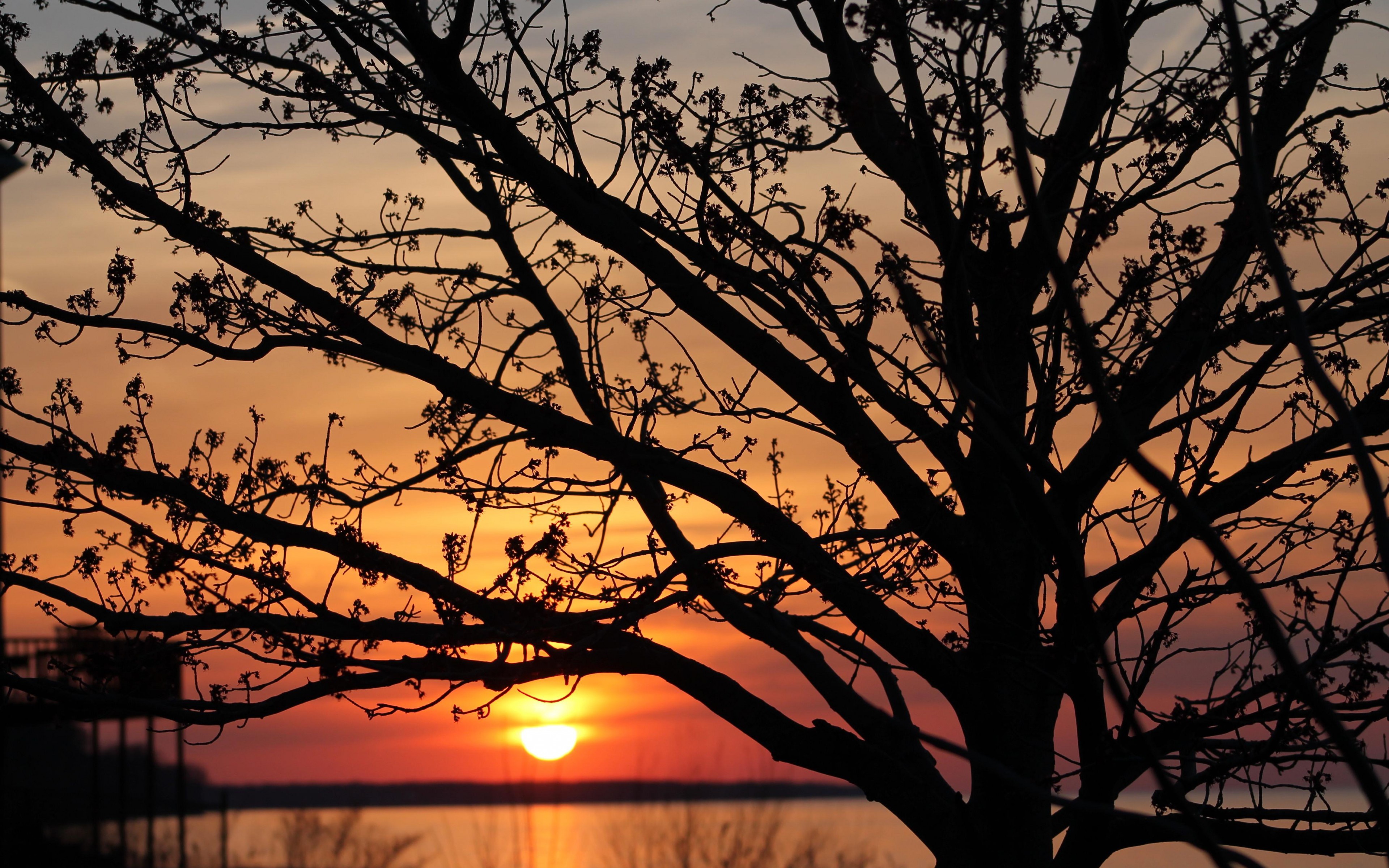 Free download wallpaper Trees, Sunset, Sun, Tree, Branch, Earth on your PC desktop