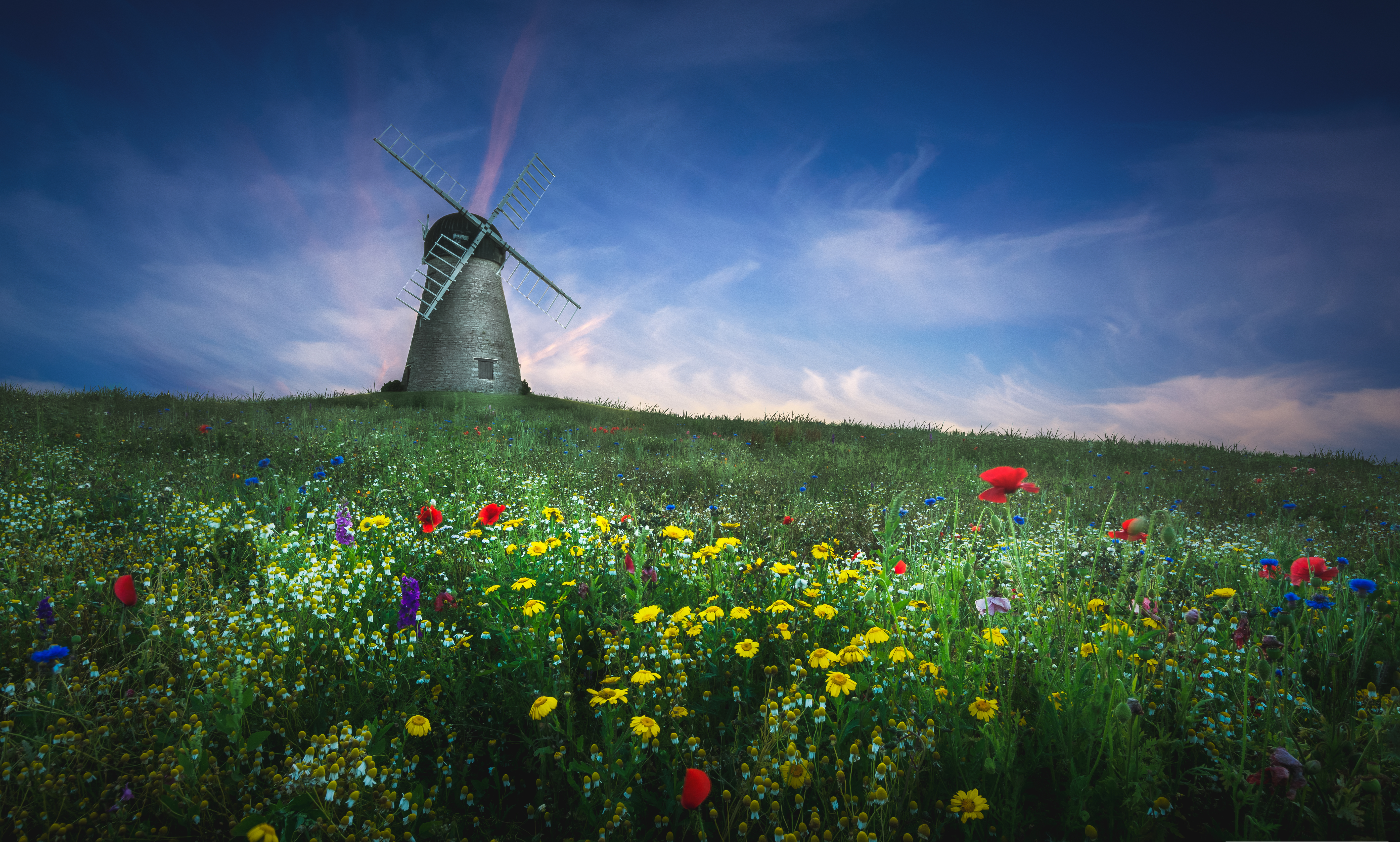 Download mobile wallpaper Grass, Flower, Field, Meadow, Windmill, Man Made for free.