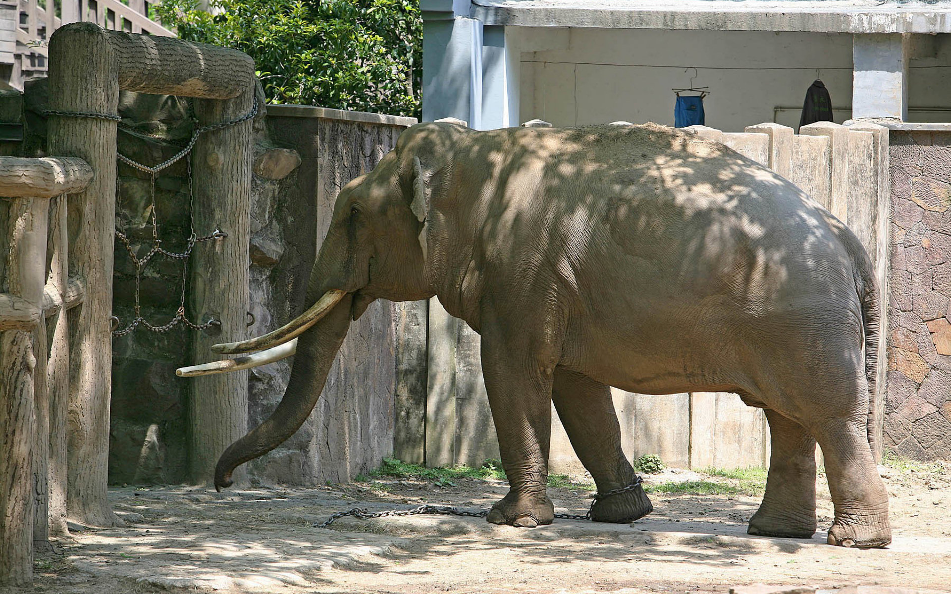268178 Bild herunterladen tiere, asiatischer elefant, elefanten - Hintergrundbilder und Bildschirmschoner kostenlos