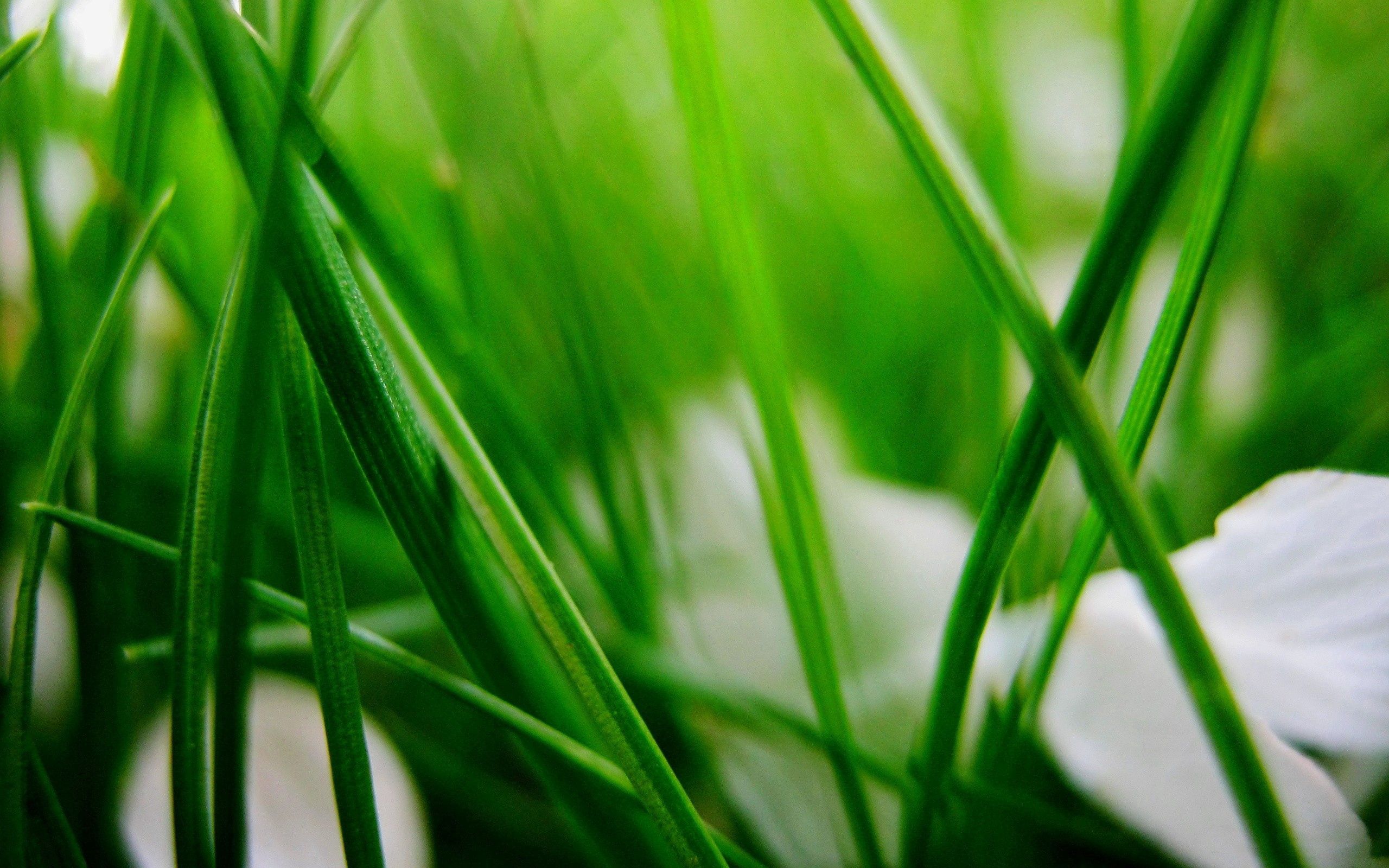 Free download wallpaper Grass, Leaves, Macro, Blur, Smooth, Plant, Greens on your PC desktop
