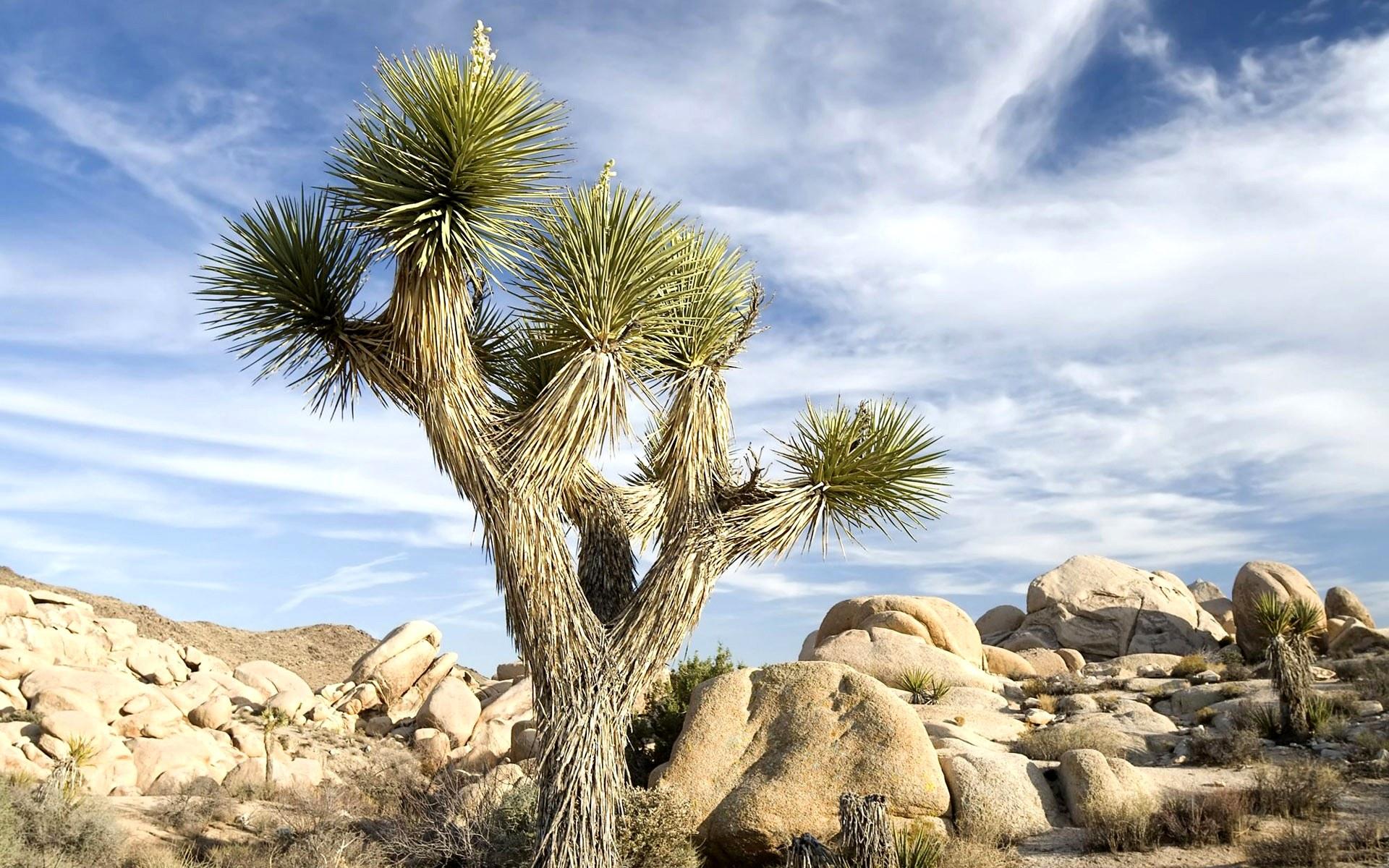 158971 télécharger l'image cactus, désert, terre/nature - fonds d'écran et économiseurs d'écran gratuits