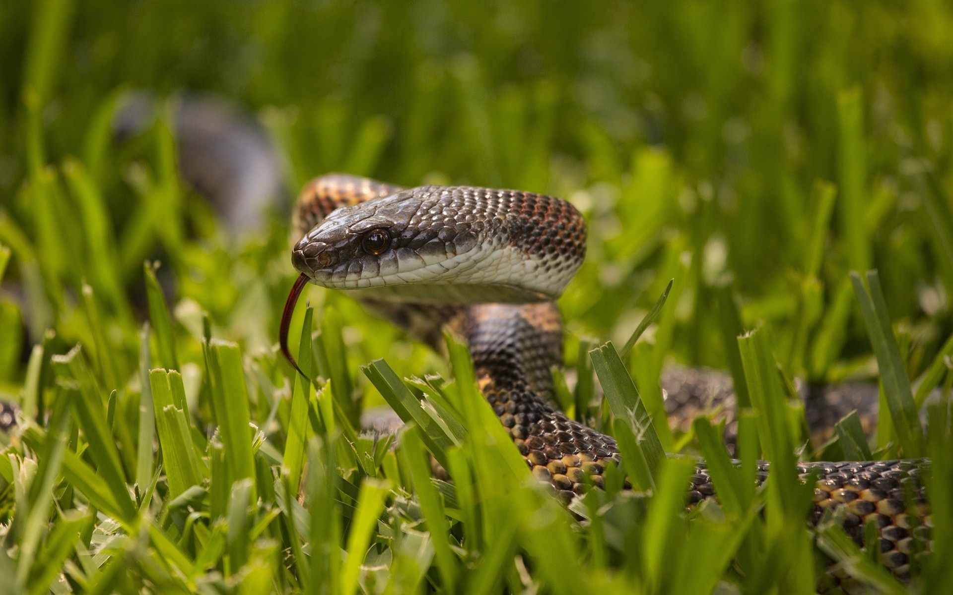 Téléchargez des papiers peints mobile Serpent, Reptiles, Animaux gratuitement.