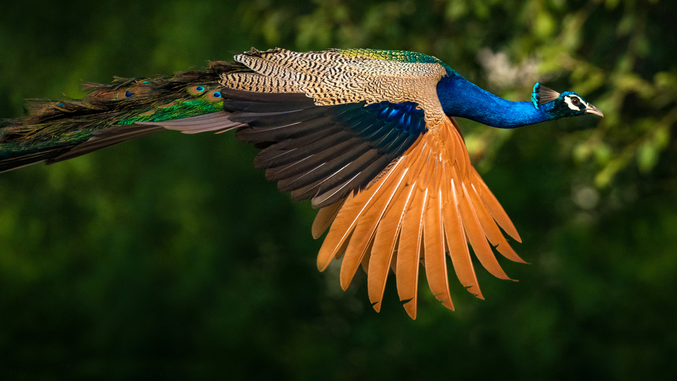 Laden Sie das Tiere, Vögel, Vogel, Pfau, Indischer Pfau-Bild kostenlos auf Ihren PC-Desktop herunter