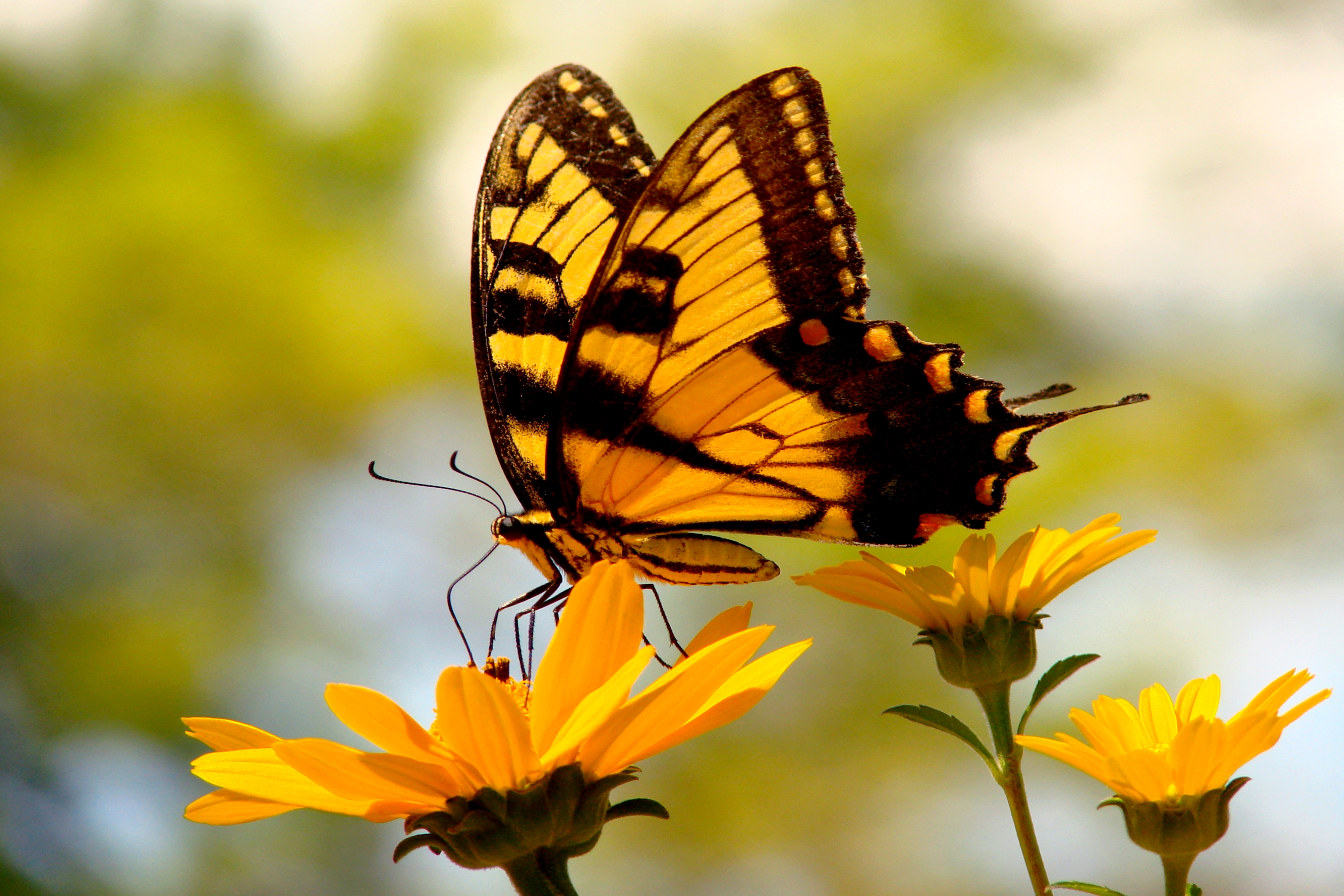 Скачать обои бесплатно Животные, Цветок, Бабочка, Жёлтый картинка на рабочий стол ПК