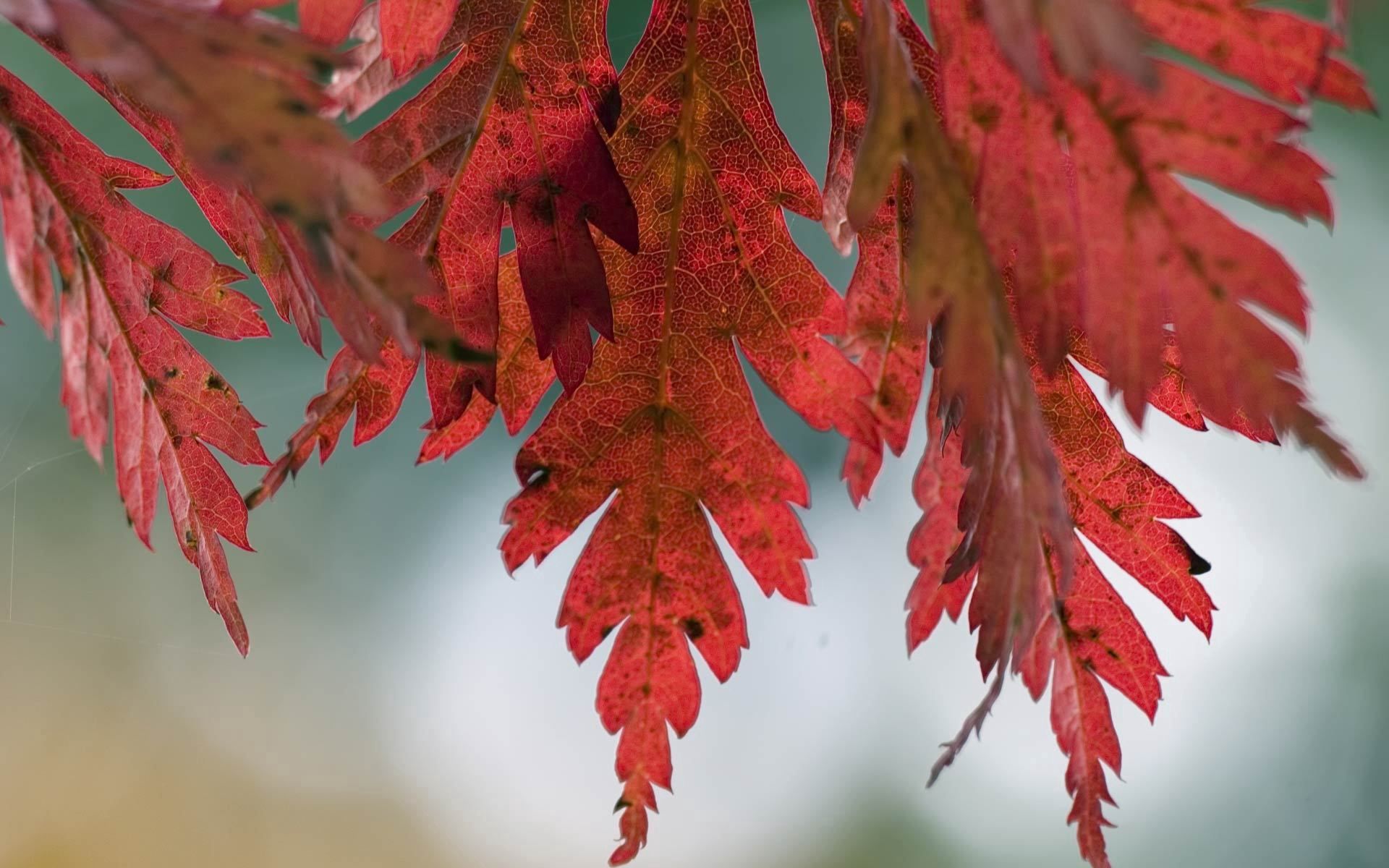 Скачать картинку Природа, Листья, Пятна, Осень в телефон бесплатно.