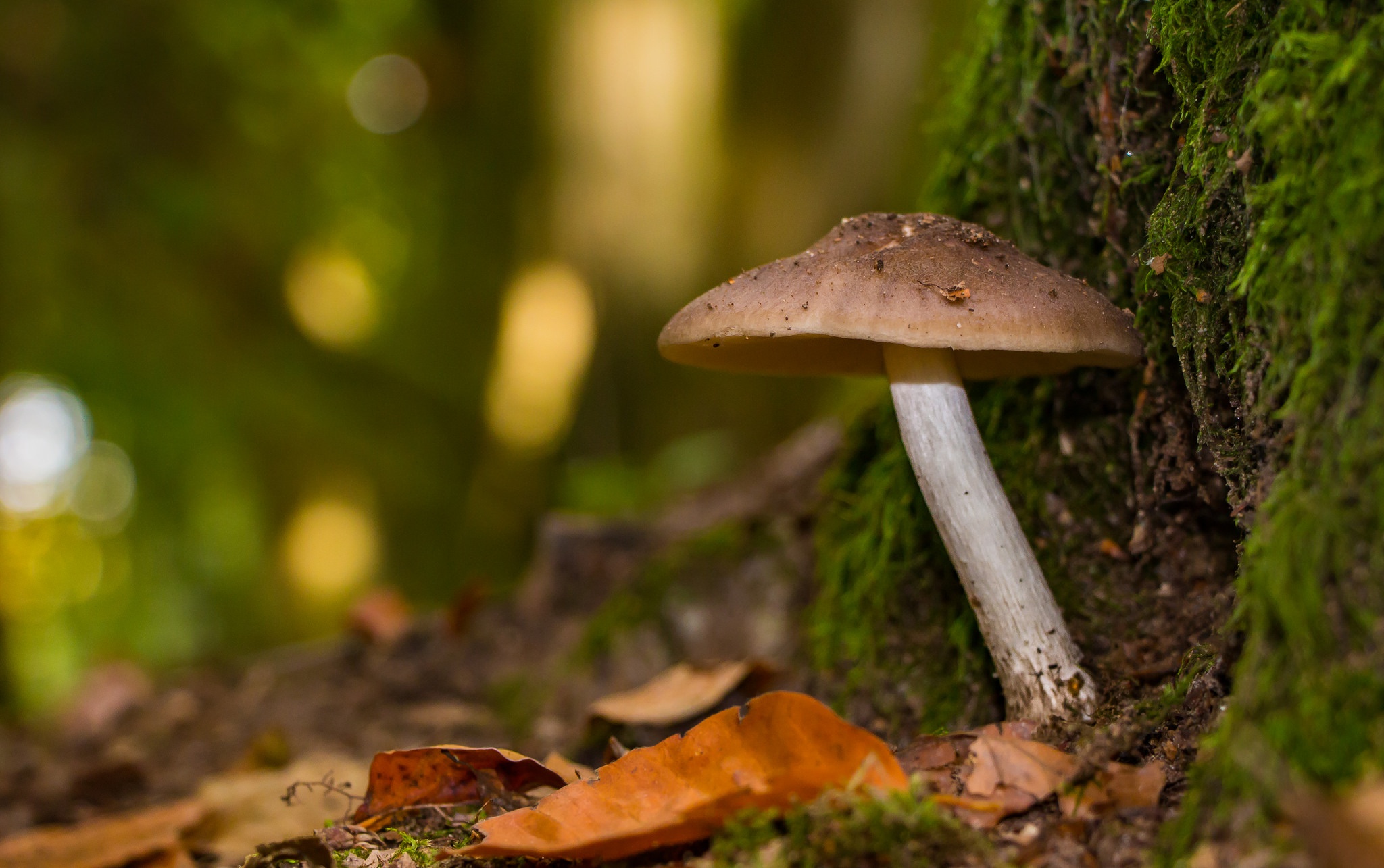 Laden Sie das Natur, Herbst, Nahansicht, Pilz, Erde/natur, Tiefenschärfe-Bild kostenlos auf Ihren PC-Desktop herunter
