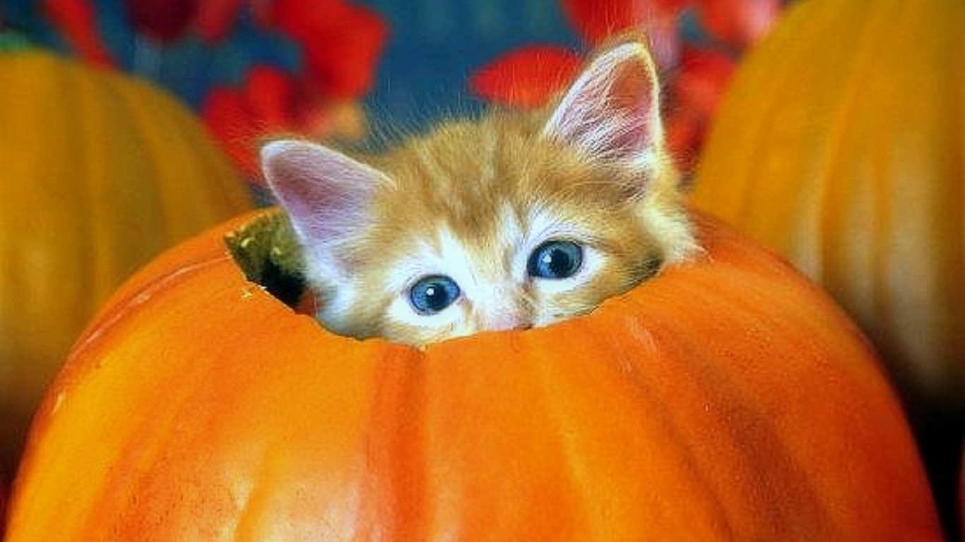 Handy-Wallpaper Kätzchen, Halloween, Katze, Katzen, Tiere kostenlos herunterladen.