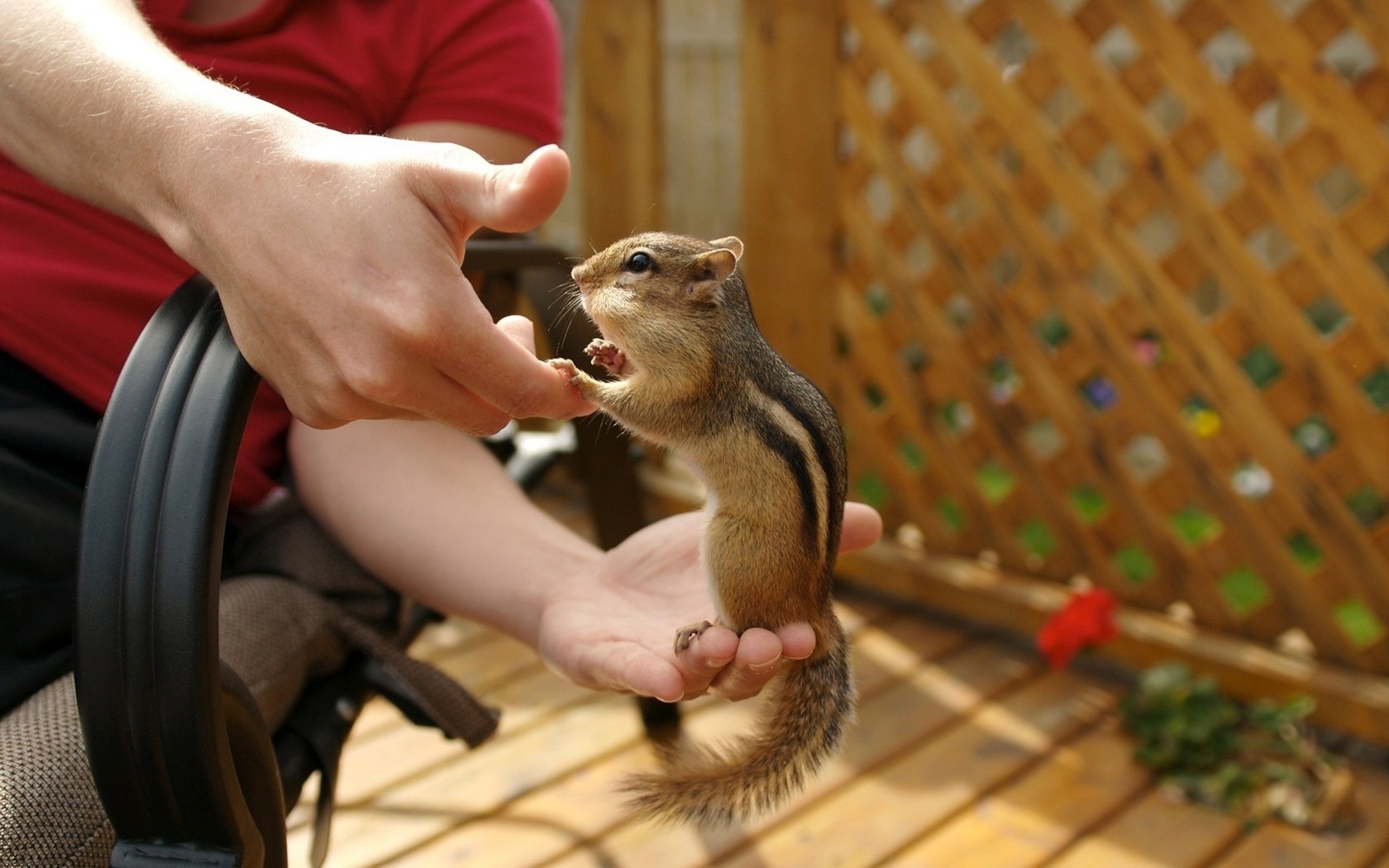 Laden Sie das Tiere, Streifenhörnchen-Bild kostenlos auf Ihren PC-Desktop herunter