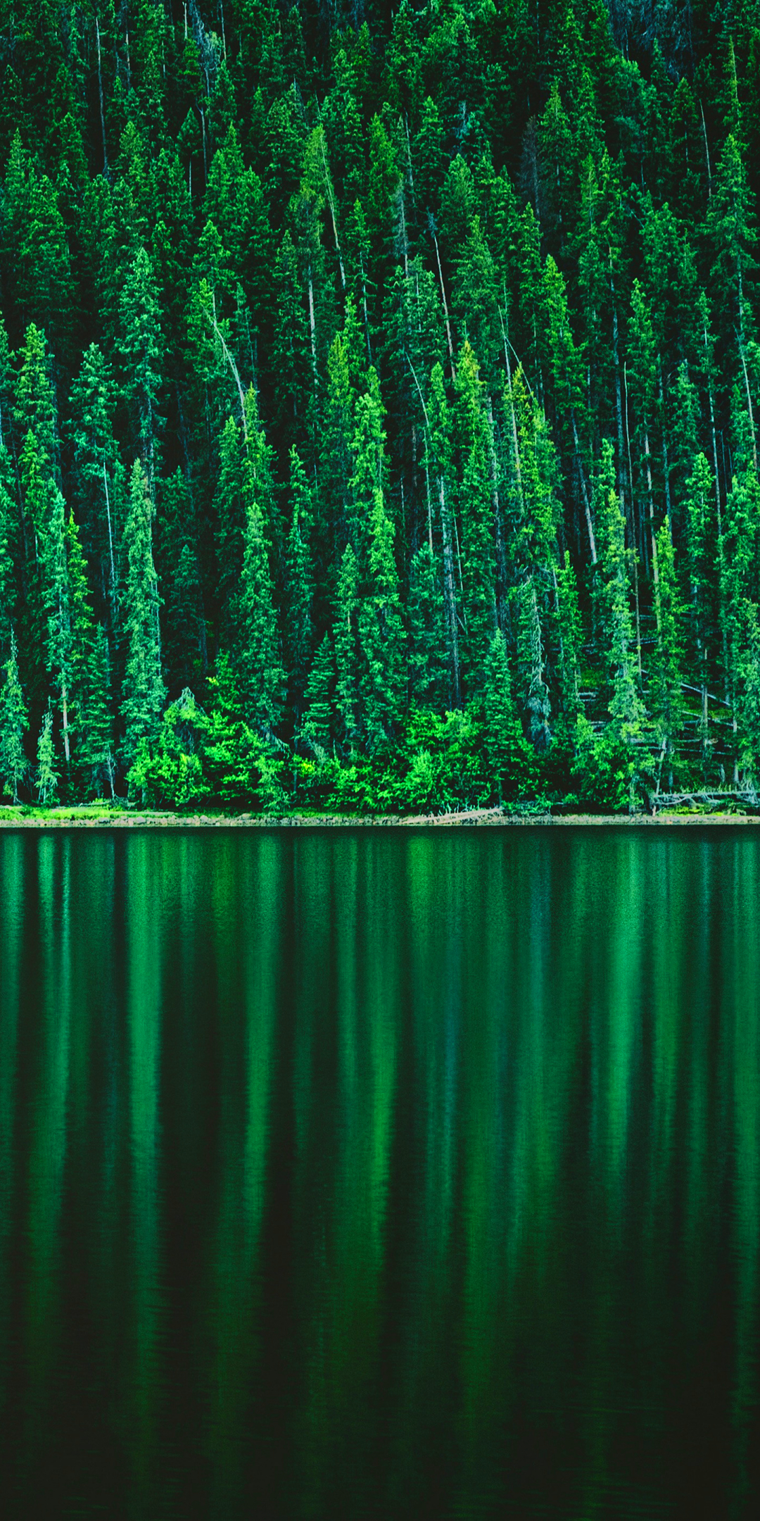 Скачать картинку Природа, Озеро, Отражение, Лес, Зелень, Сосна, Земля/природа в телефон бесплатно.