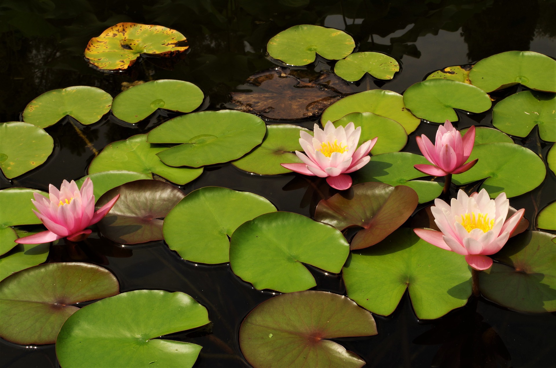 Descarga gratuita de fondo de pantalla para móvil de Naturaleza, Flores, Flor, Flor Rosa, Nenúfar, Tierra/naturaleza.