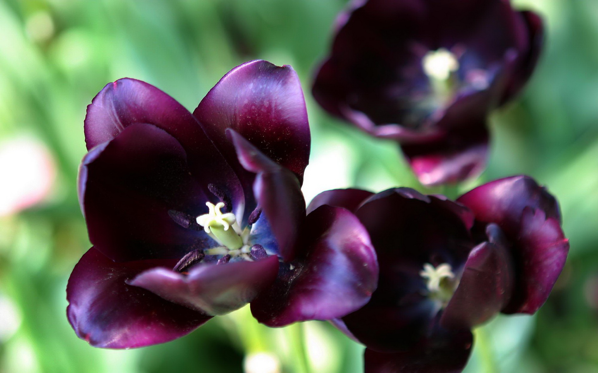 Descarga gratuita de fondo de pantalla para móvil de Flores, Flor, Tierra/naturaleza.