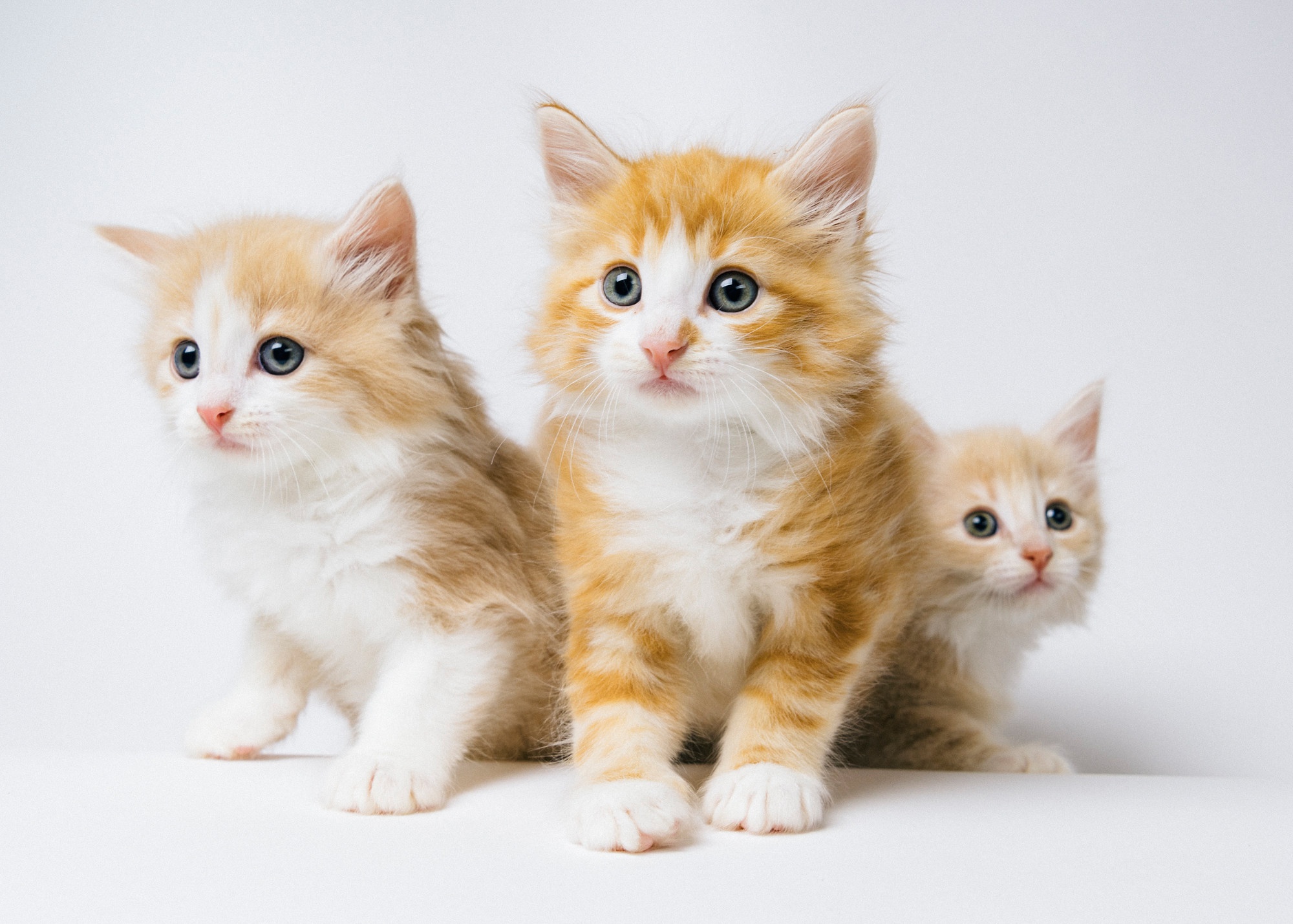 Free download wallpaper Cats, Cat, Kitten, Animal, Baby Animal on your PC desktop