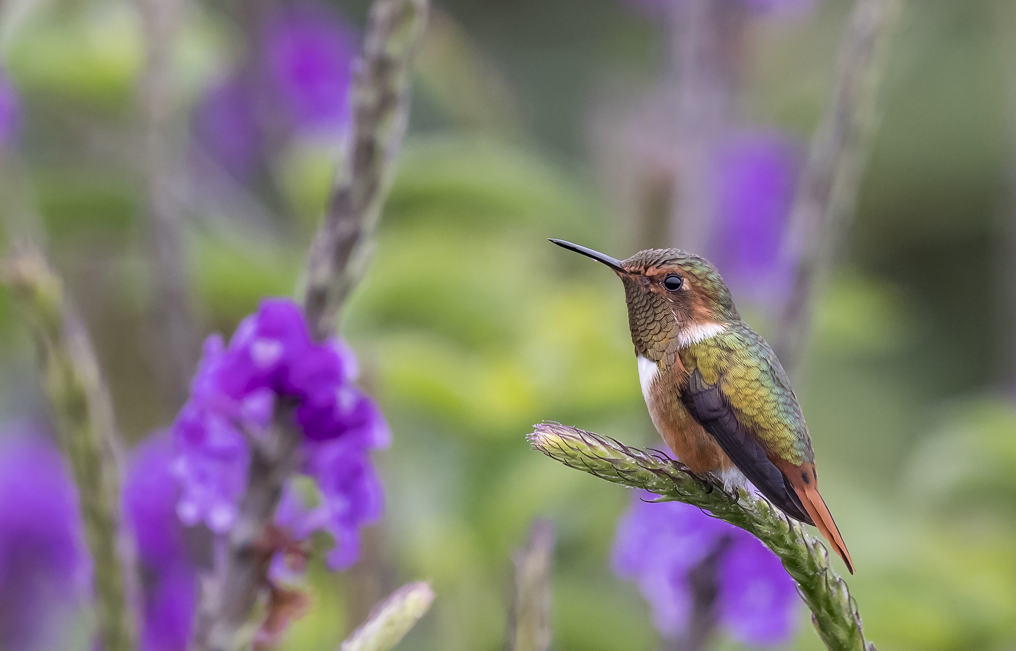 Laden Sie das Tiere, Vögel, Blume, Vogel, Kolibri-Bild kostenlos auf Ihren PC-Desktop herunter