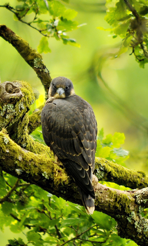 Download mobile wallpaper Birds, Bird, Falcon, Animal for free.