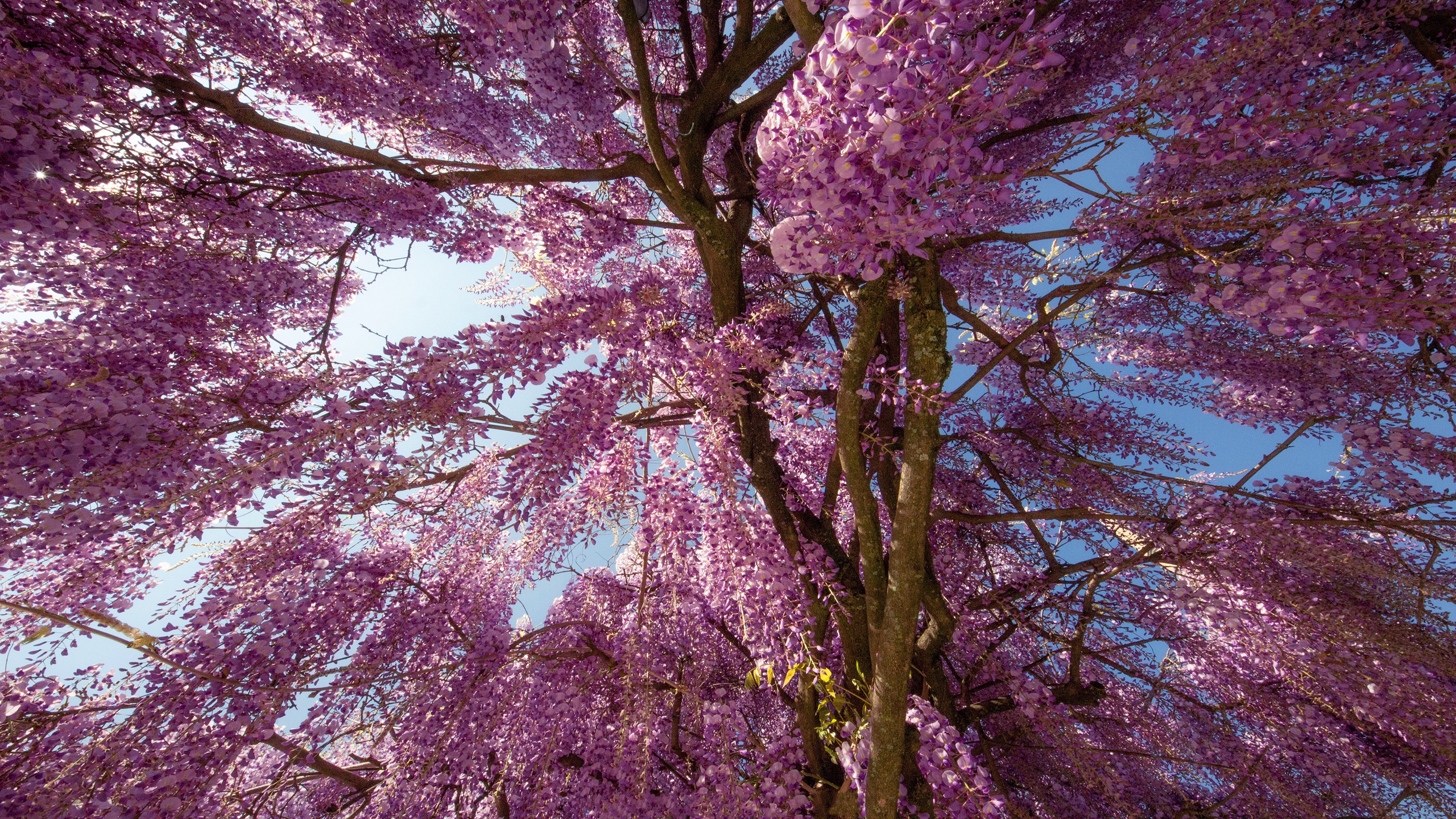 Download mobile wallpaper Flowers, Flower, Tree, Earth, Spring, Wisteria, Blossom for free.