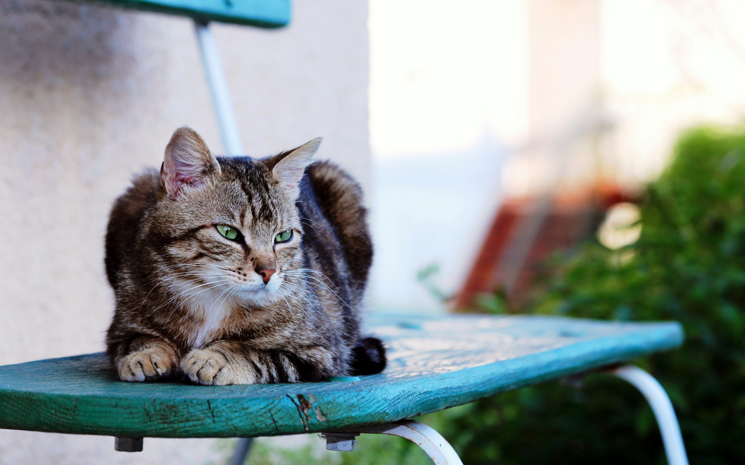 Handy-Wallpaper Tiere, Katzen, Katze kostenlos herunterladen.