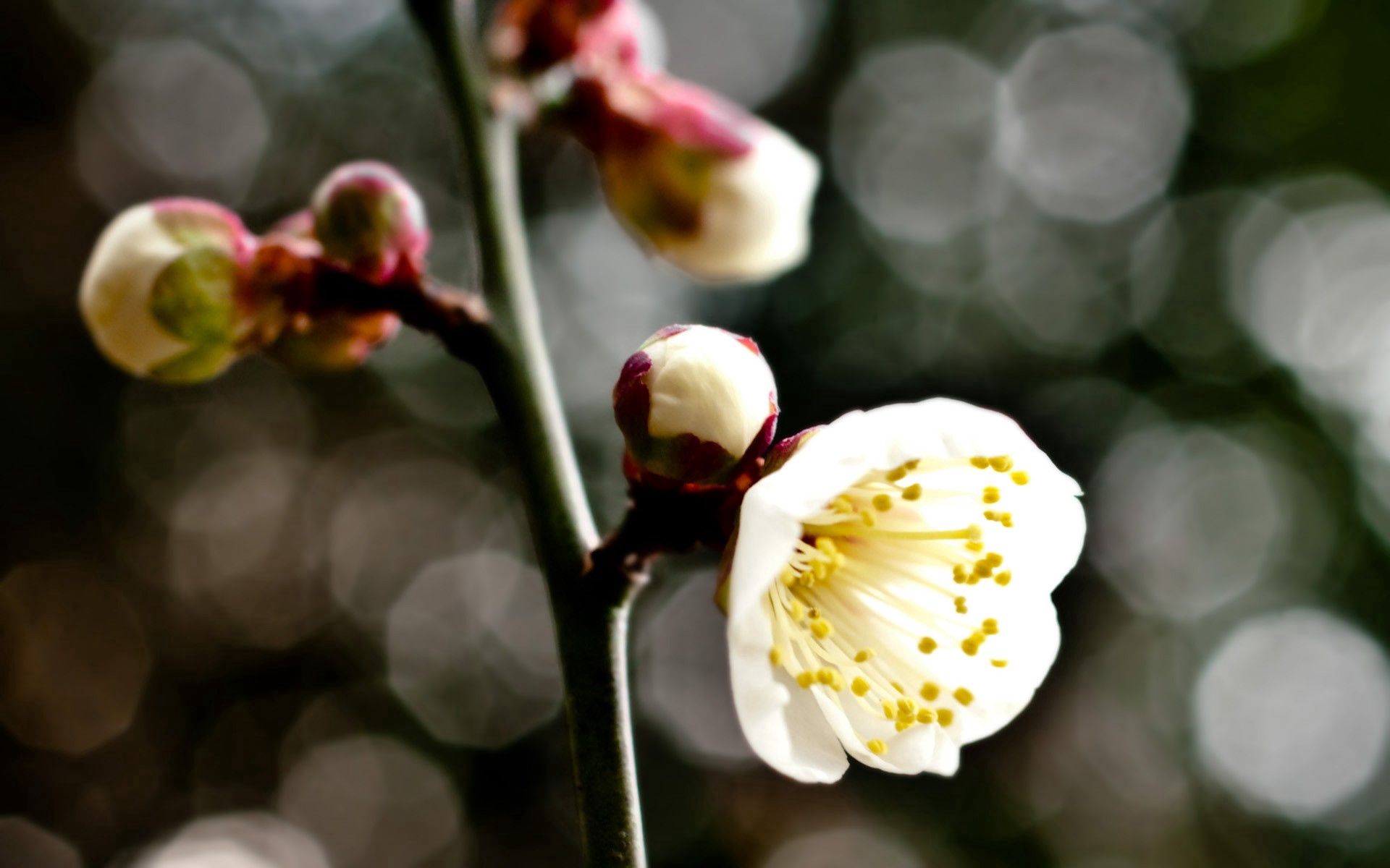 Download mobile wallpaper Macro, Branch, Glare, Circles, Flower, Background for free.