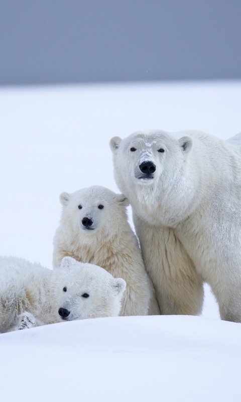 Download mobile wallpaper Snow, Bears, Bear, Animal, Polar Bear, Alaska, Baby Animal, Cub for free.