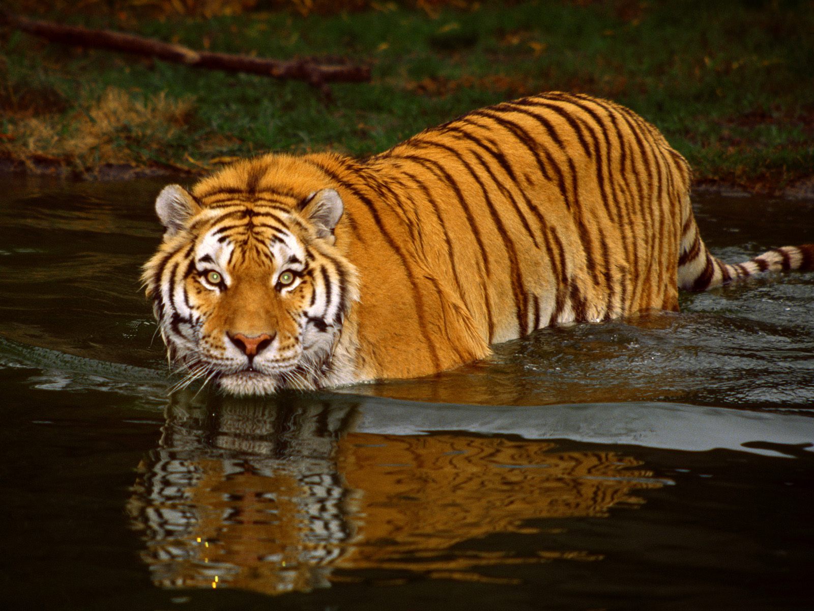 Téléchargez gratuitement l'image Animaux, Chats, Tigre sur le bureau de votre PC