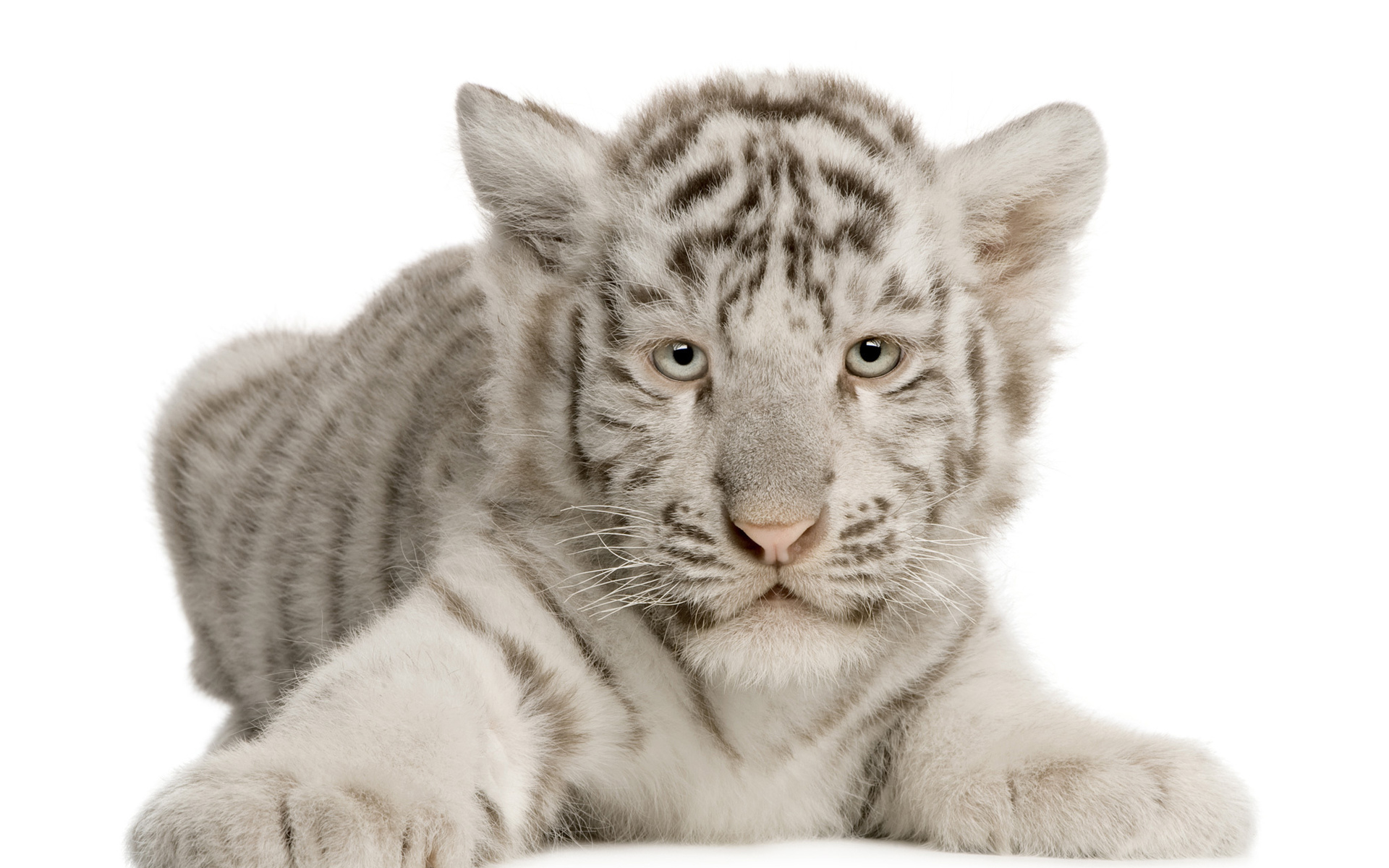 Free download wallpaper Cats, Animal, Cute, White Tiger, Cub on your PC desktop