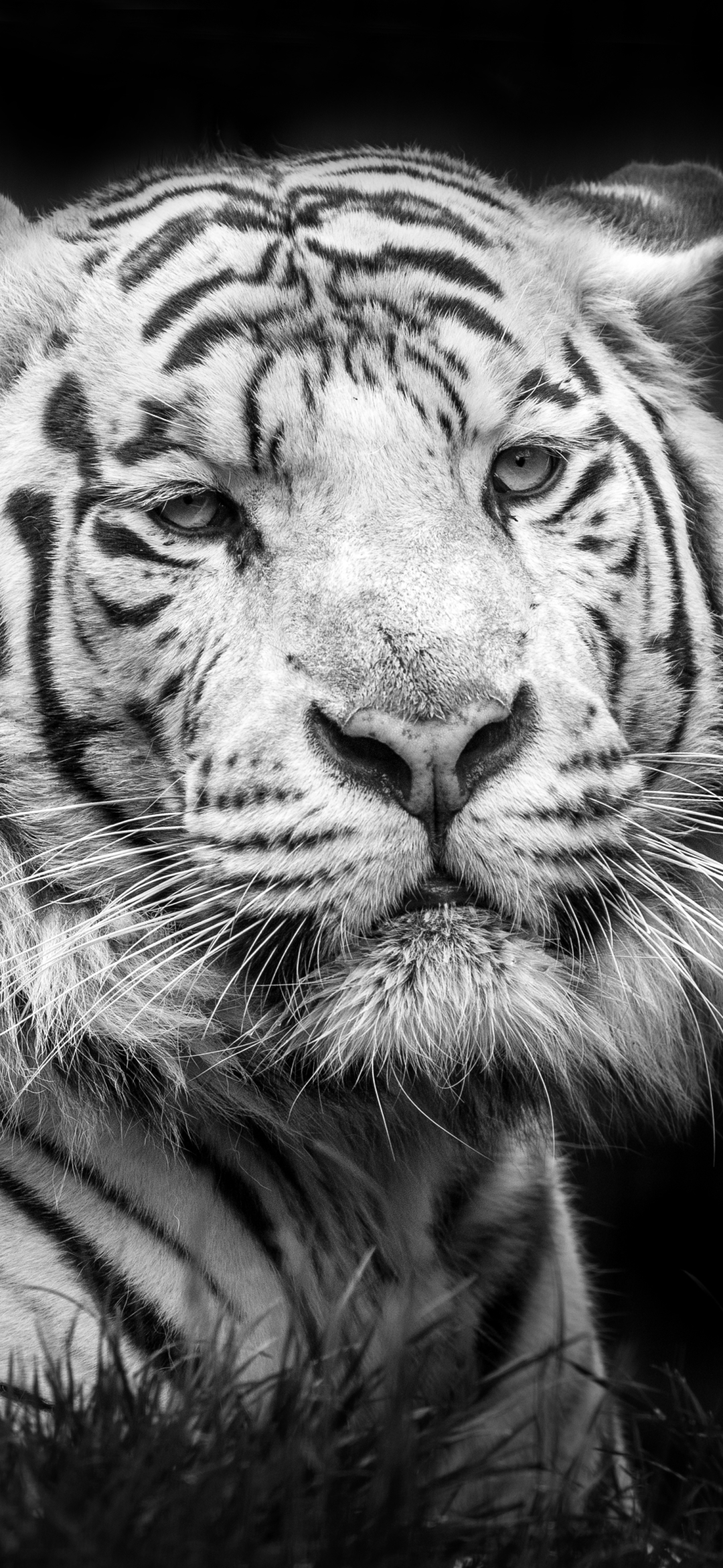 Скачать картинку Животные, Тигр, Чёрно Белое, Черно Белый, Белый Тигр, Кошки в телефон бесплатно.