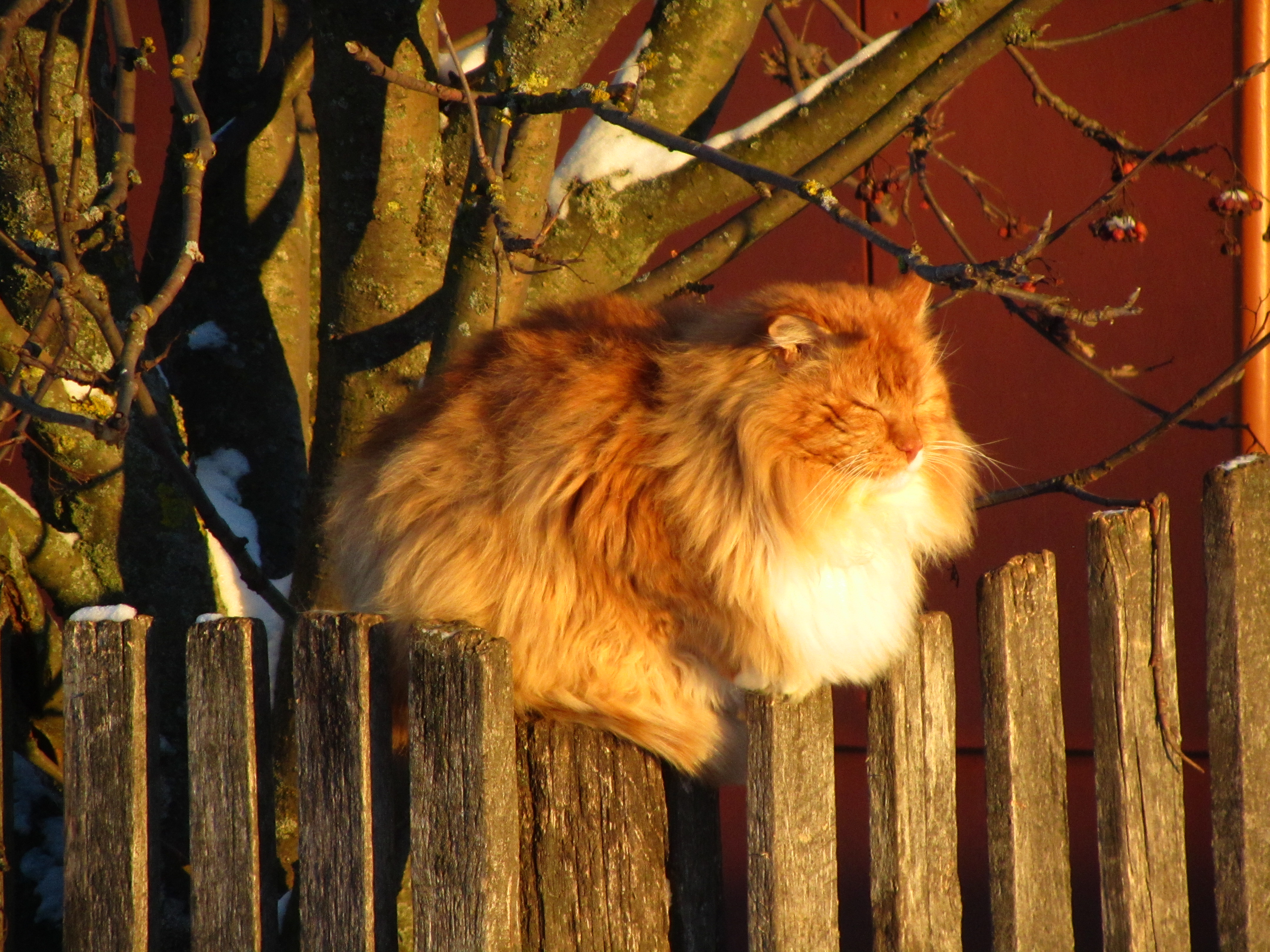 Handy-Wallpaper Tiere, Katze kostenlos herunterladen.