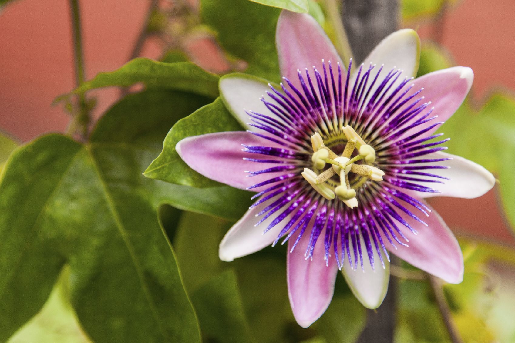 Laden Sie das Blumen, Blume, Blatt, Passionsblume, Erde/natur-Bild kostenlos auf Ihren PC-Desktop herunter