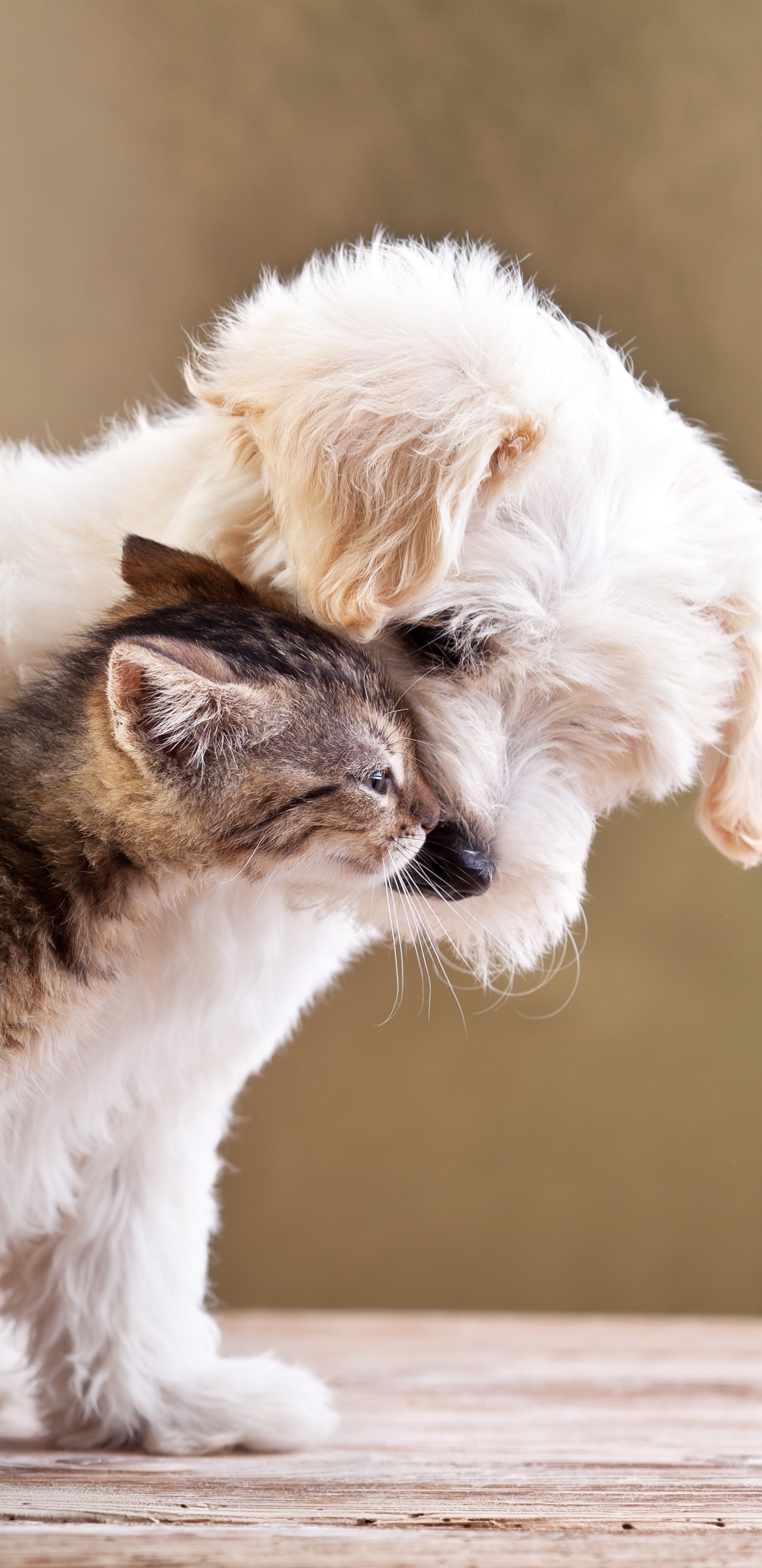 Baixar papel de parede para celular de Animais, Gato, Cão, Bonitinho, Fofo, Gato & Cão gratuito.