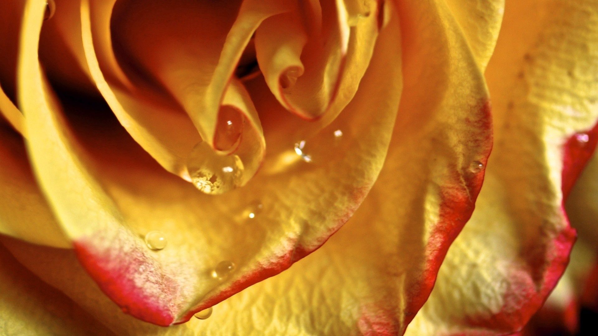 Free download wallpaper Macro, Rose, Rose Flower, Petals, Lines, Drop on your PC desktop