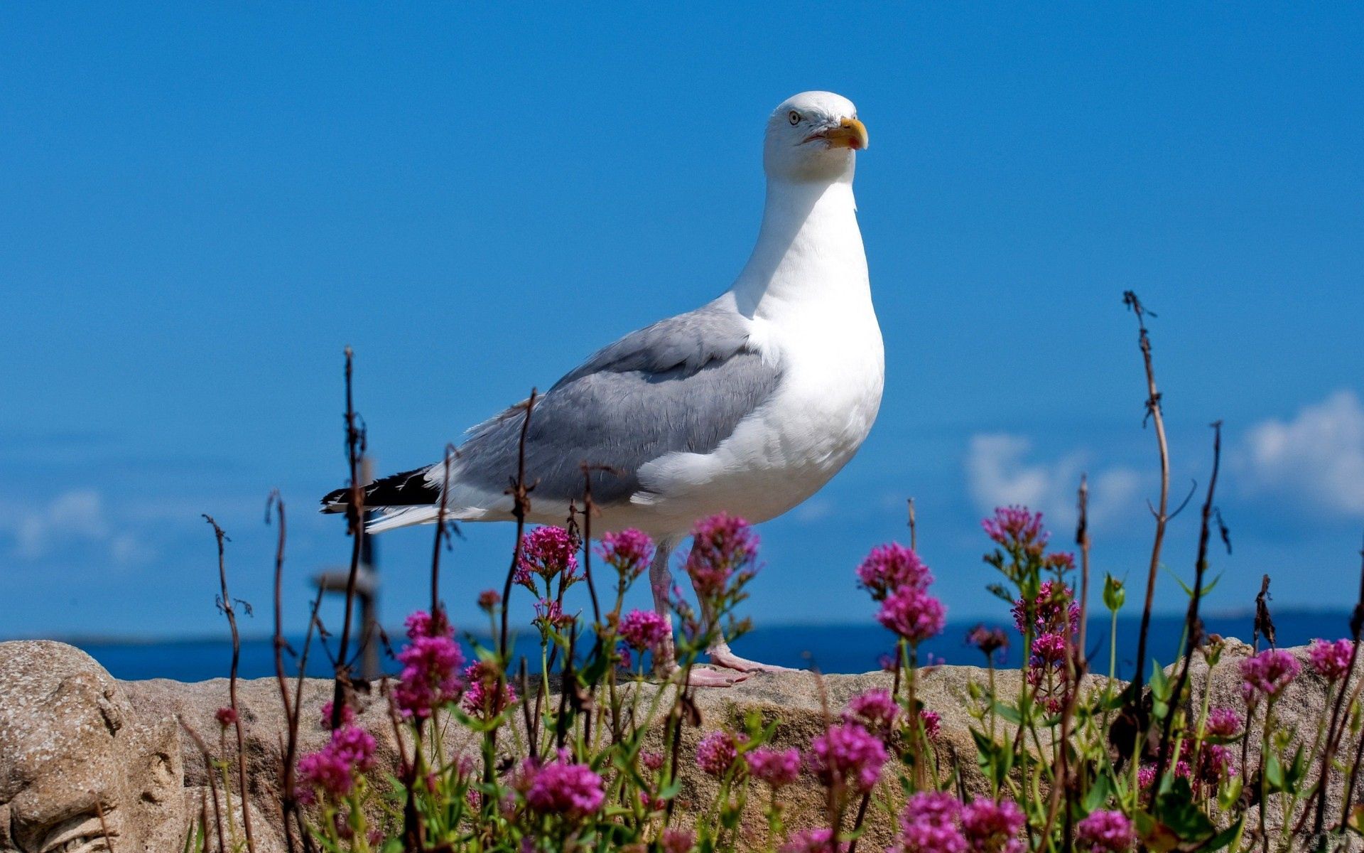 bird, color, animals, sky, light, light coloured, gull, seagull Smartphone Background