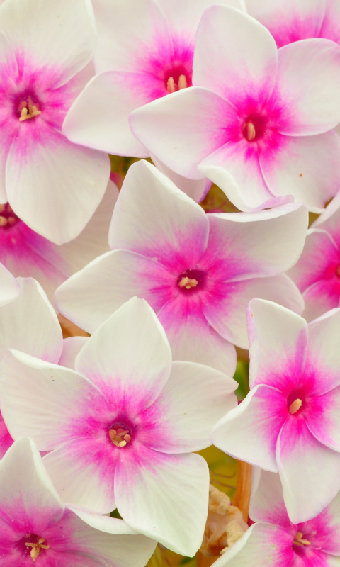 Handy-Wallpaper Blumen, Blume, Nahansicht, Phlox, Weiße Blume, Erde/natur kostenlos herunterladen.