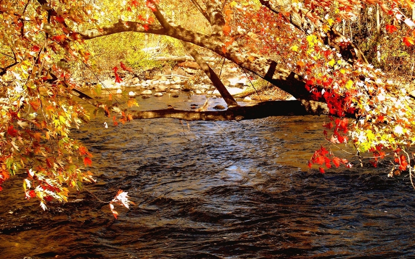 Скачать обои бесплатно Деревья, Река, Пейзаж, Осень картинка на рабочий стол ПК