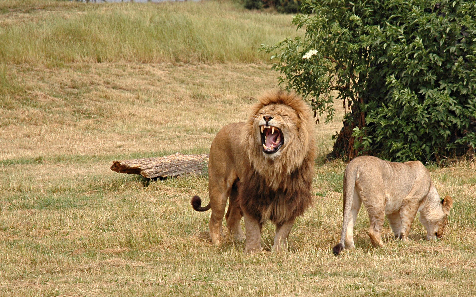 Téléchargez des papiers peints mobile Lion, Chats, Animaux gratuitement.