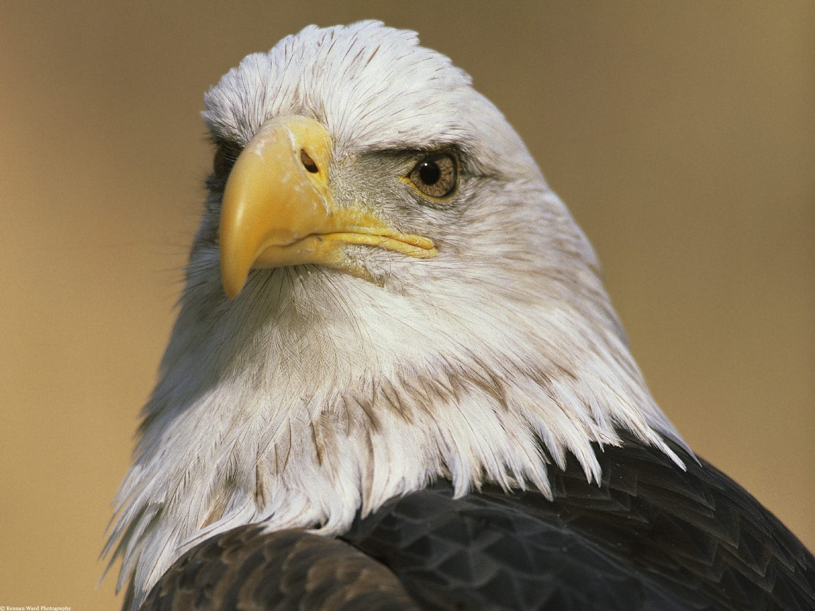 Téléchargez gratuitement l'image Eagles, Animaux, Oiseaux sur le bureau de votre PC