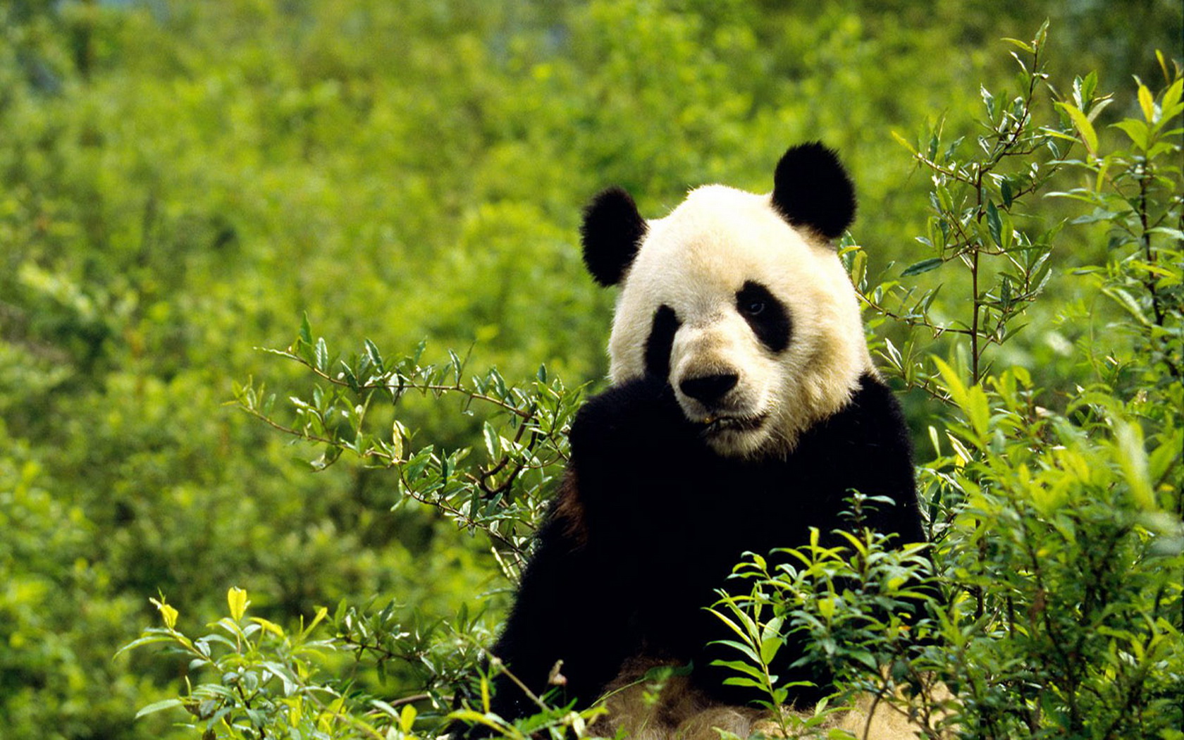 Free download wallpaper Animal, Panda on your PC desktop