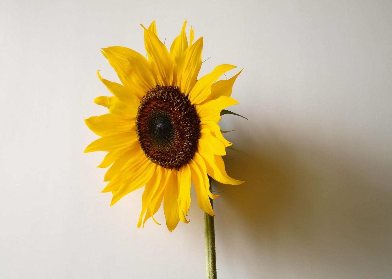 Download mobile wallpaper Shadow, Wall, Sunflower, Loneliness, Minimalism for free.