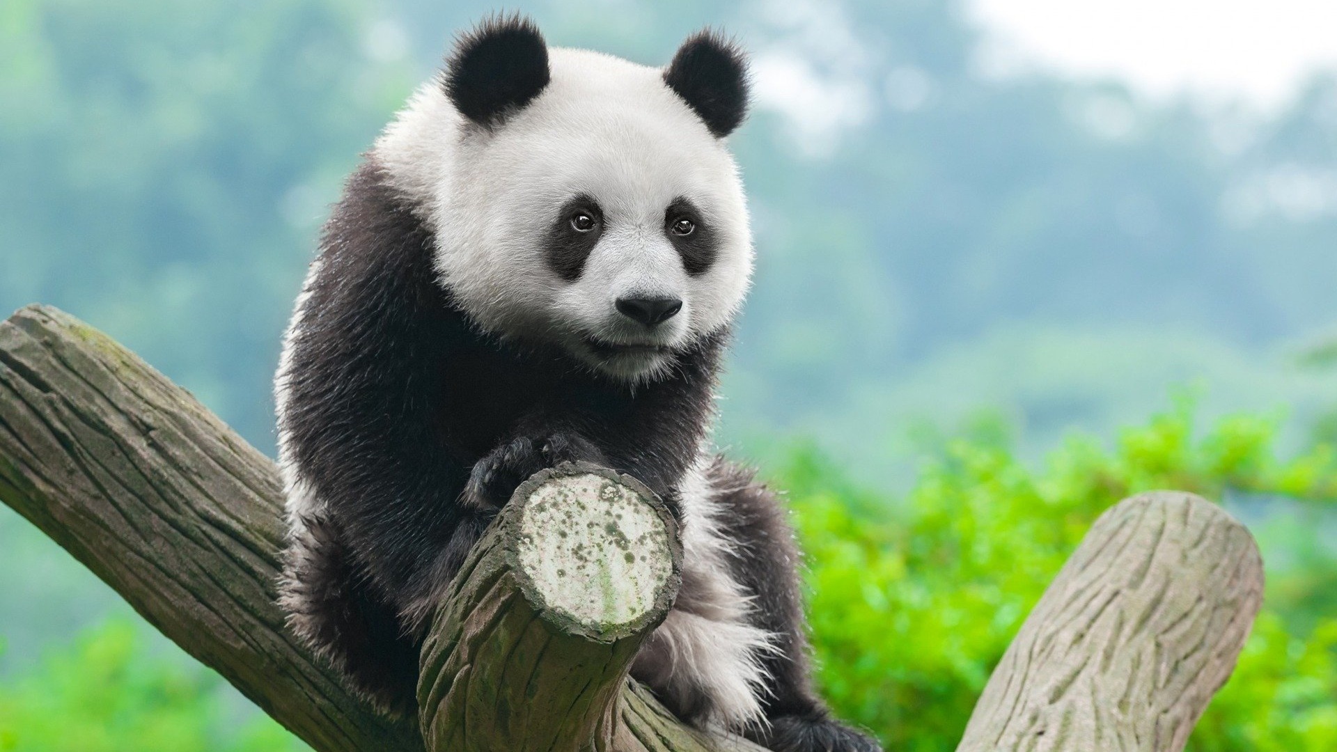 Download mobile wallpaper Animal, Panda for free.