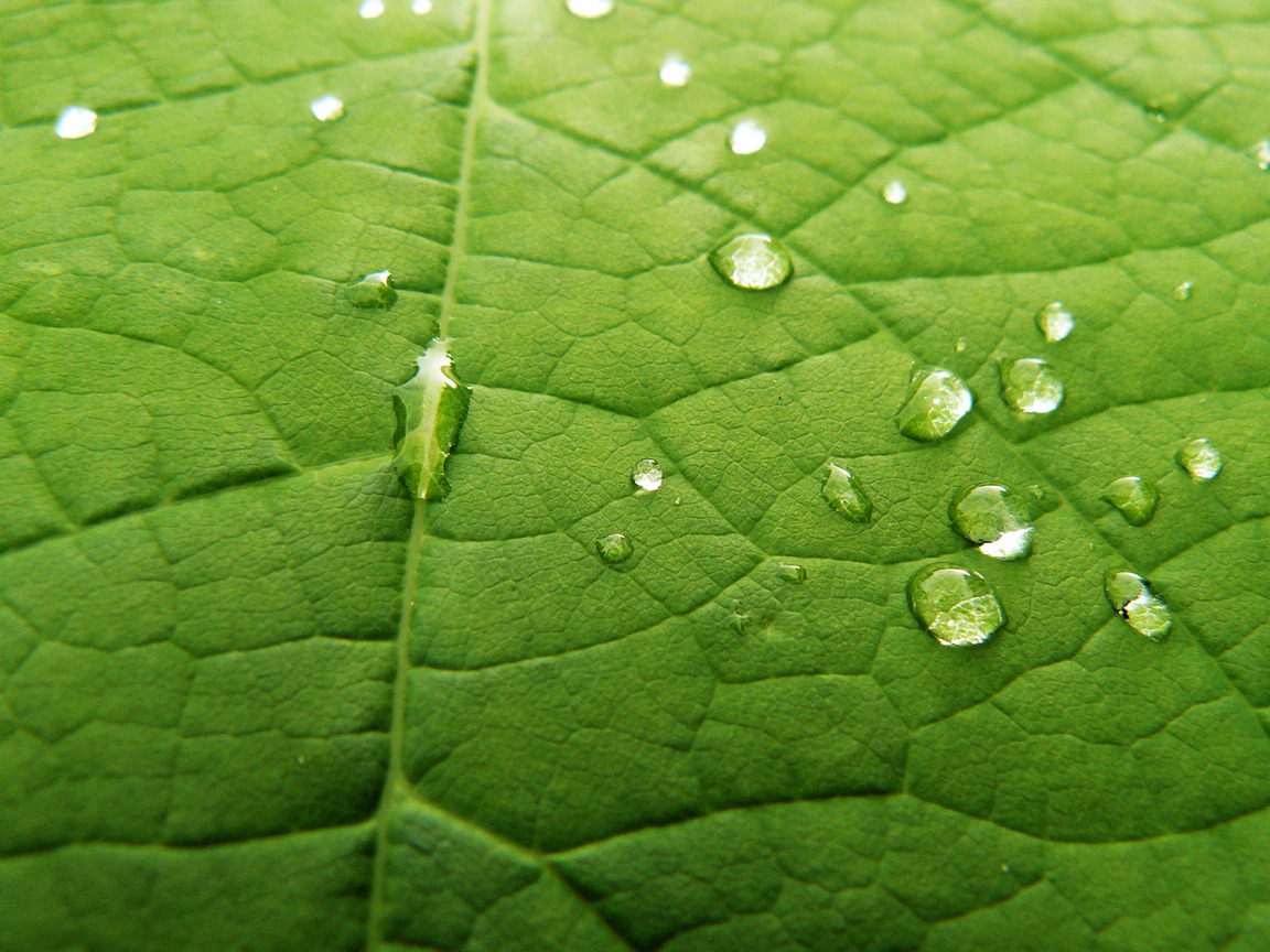 Download mobile wallpaper Plants, Leaves, Water, Drops, Background for free.
