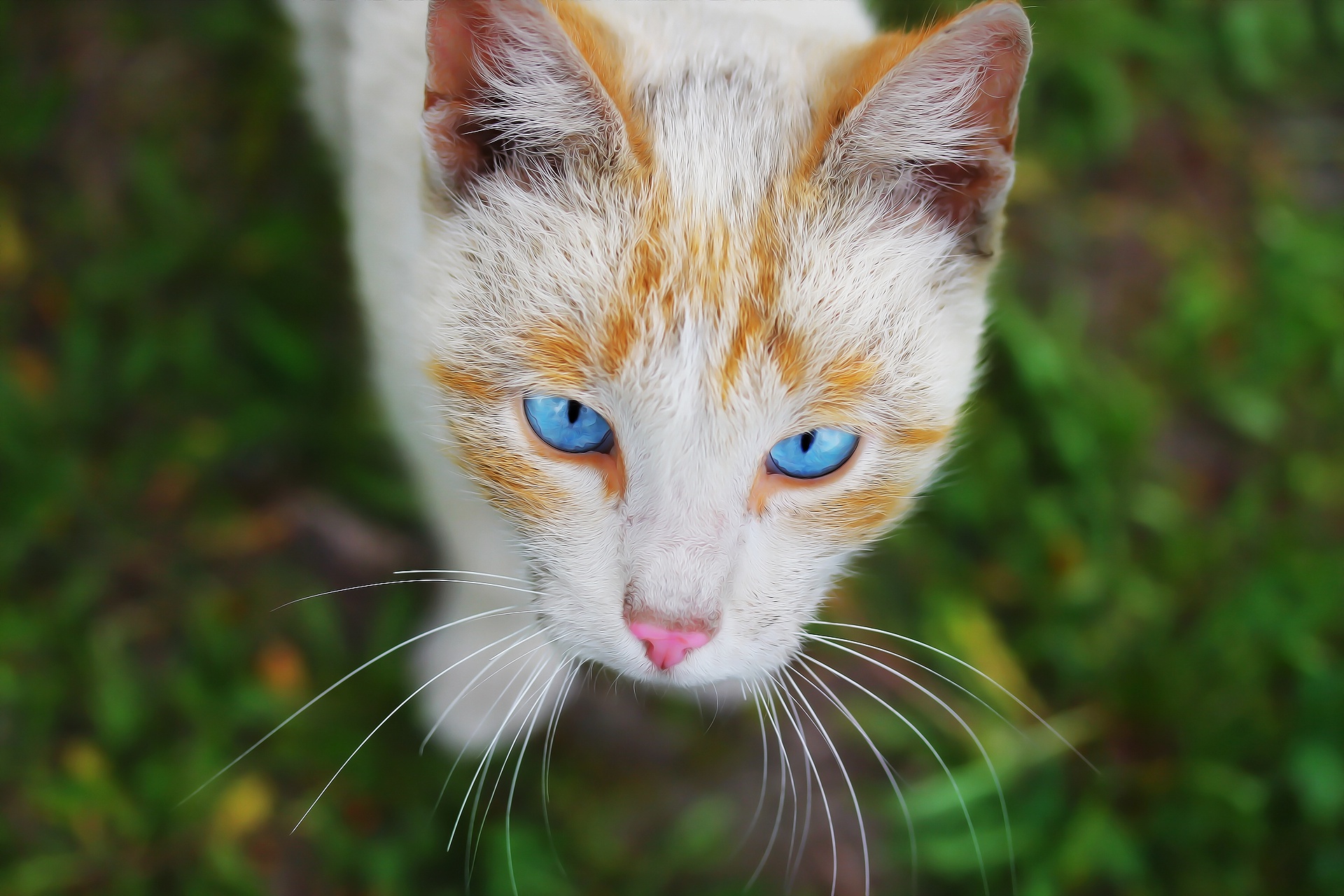 Laden Sie das Katze, Katzen, Tiere-Bild kostenlos auf Ihren PC-Desktop herunter