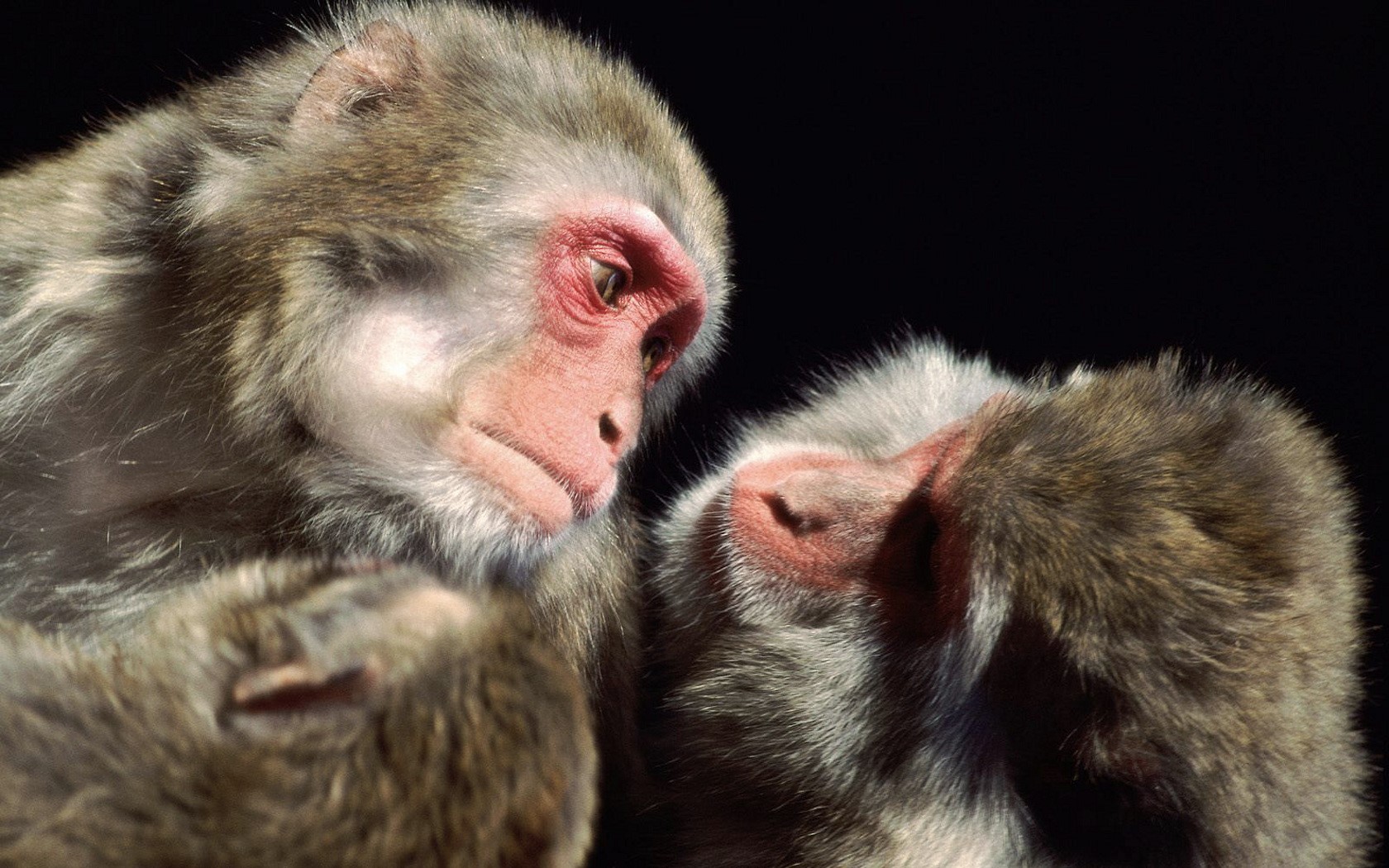 animal, japanese macaque, cute, macaque, monkey, primate, monkeys