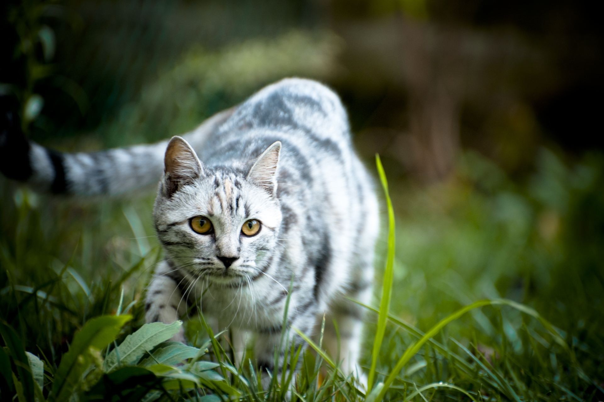 Download mobile wallpaper Grass, Striped, Stroll, Animals, Grey, Cat for free.