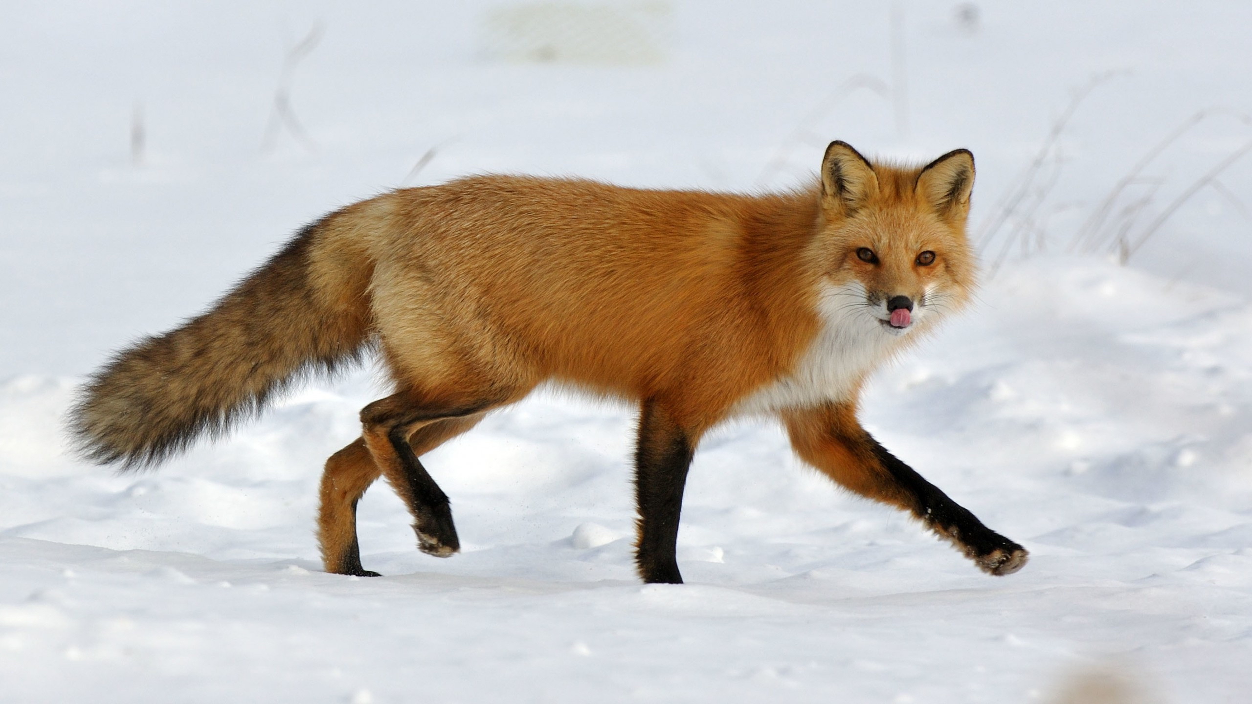 Download mobile wallpaper Fox, Animal for free.