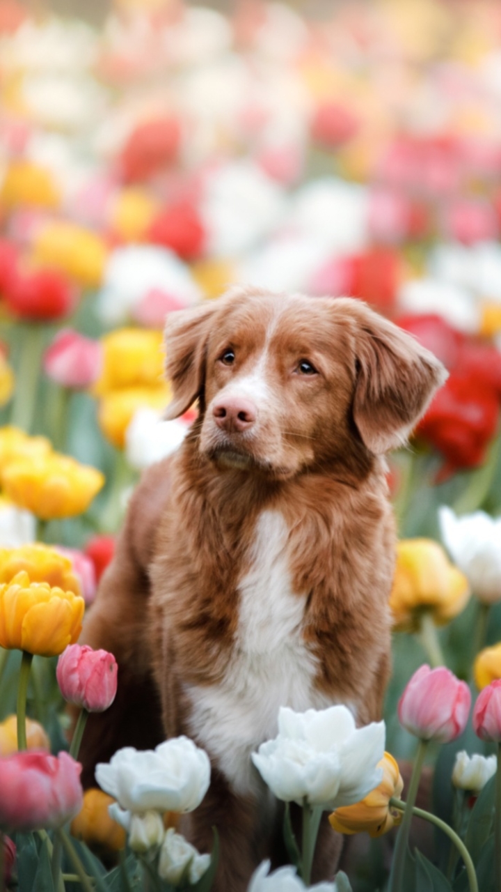 Handy-Wallpaper Tiere, Hunde, Blume, Hund, Tulpe, Pinke Blume, Nova Scotia Duck Tolling Retriever kostenlos herunterladen.