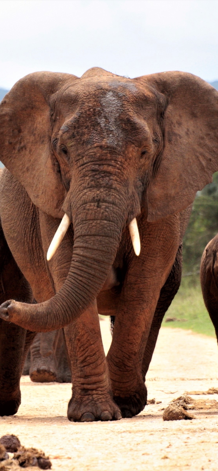 Handy-Wallpaper Tiere, Elefanten, Afrikanischer Elefant, Tierbaby kostenlos herunterladen.